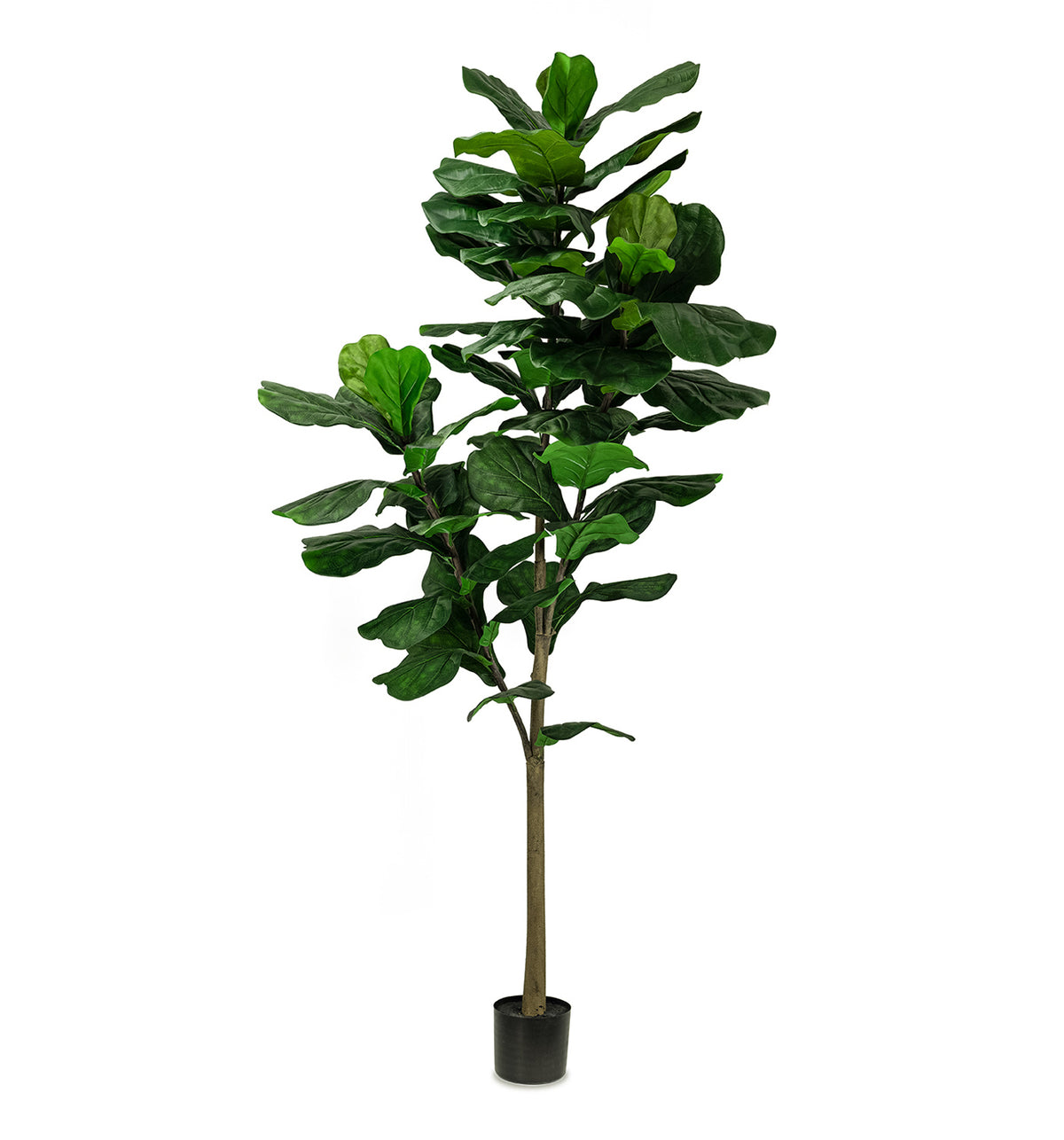 Ficus Lyrata sur tronc