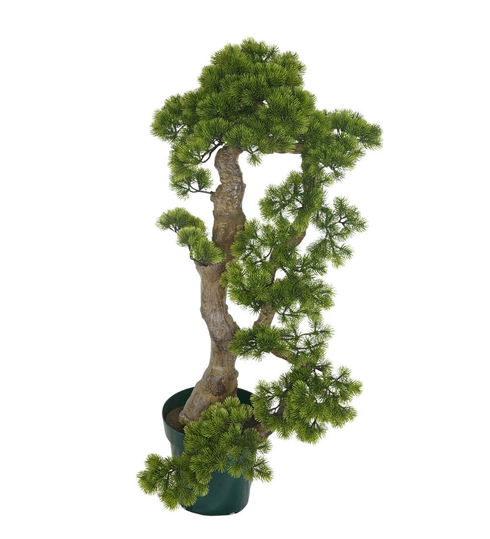Cypress Bonsaï