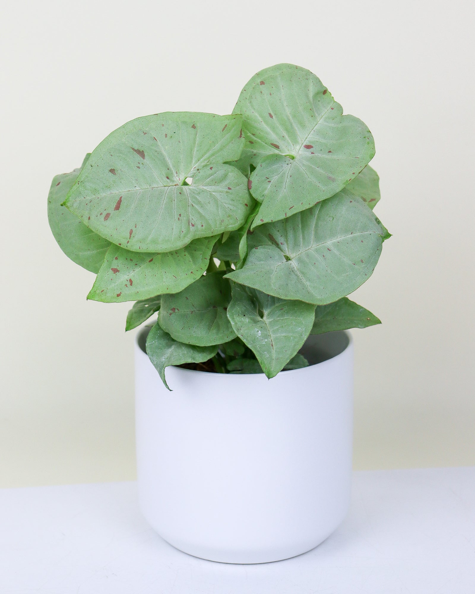 Syngonium « Milk Confetti »
