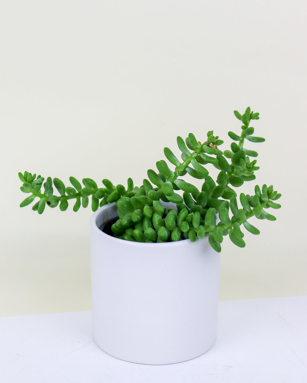 Sedum Burro&#39;s Tail