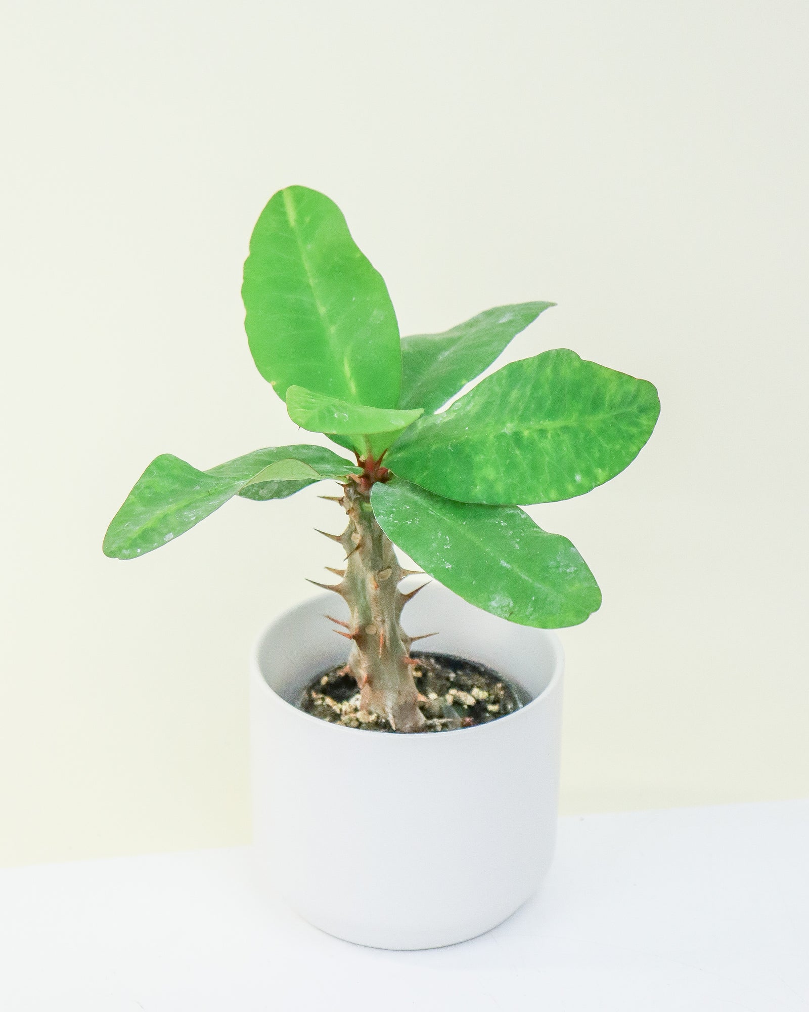 Euphorbia milii « Helios »