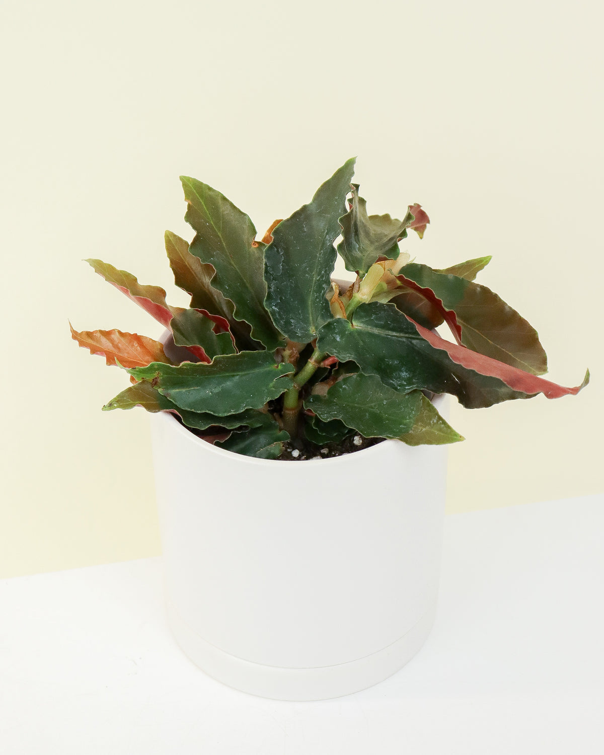 Begonia Angel Wing ­­&#39;&#39;Torch Pink&#39;&#39;