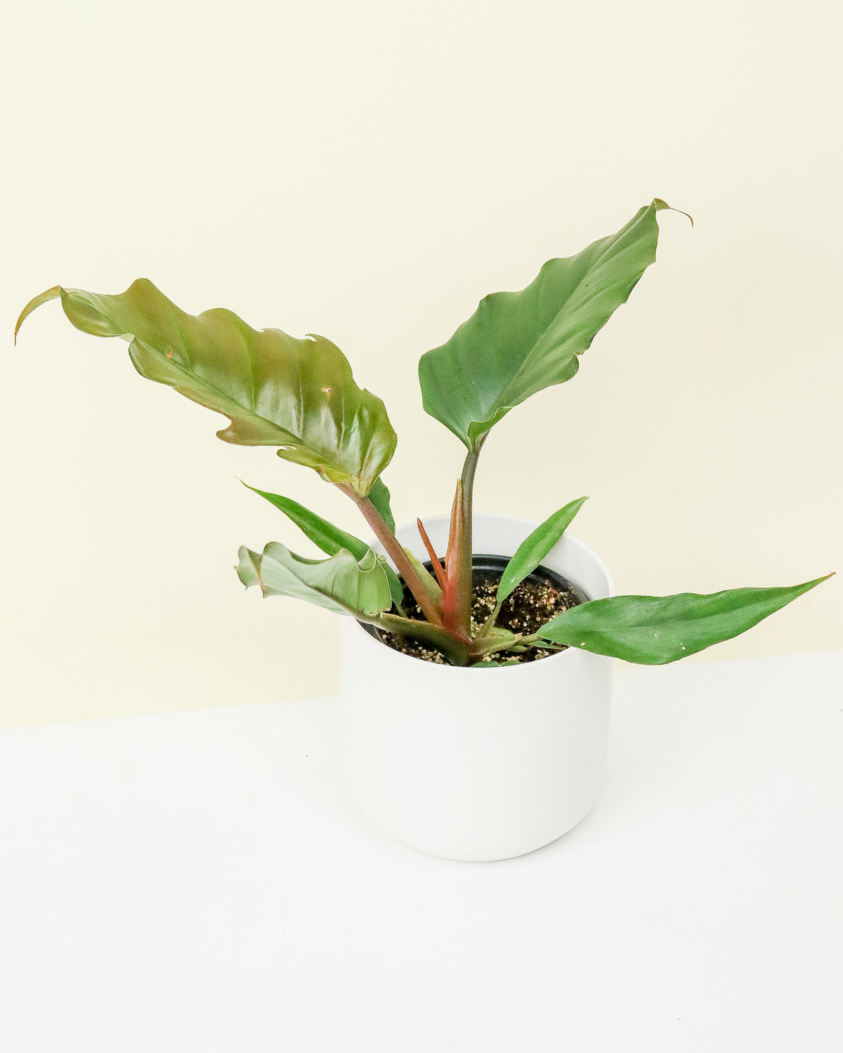 Philodendron « Chocolate Empress »