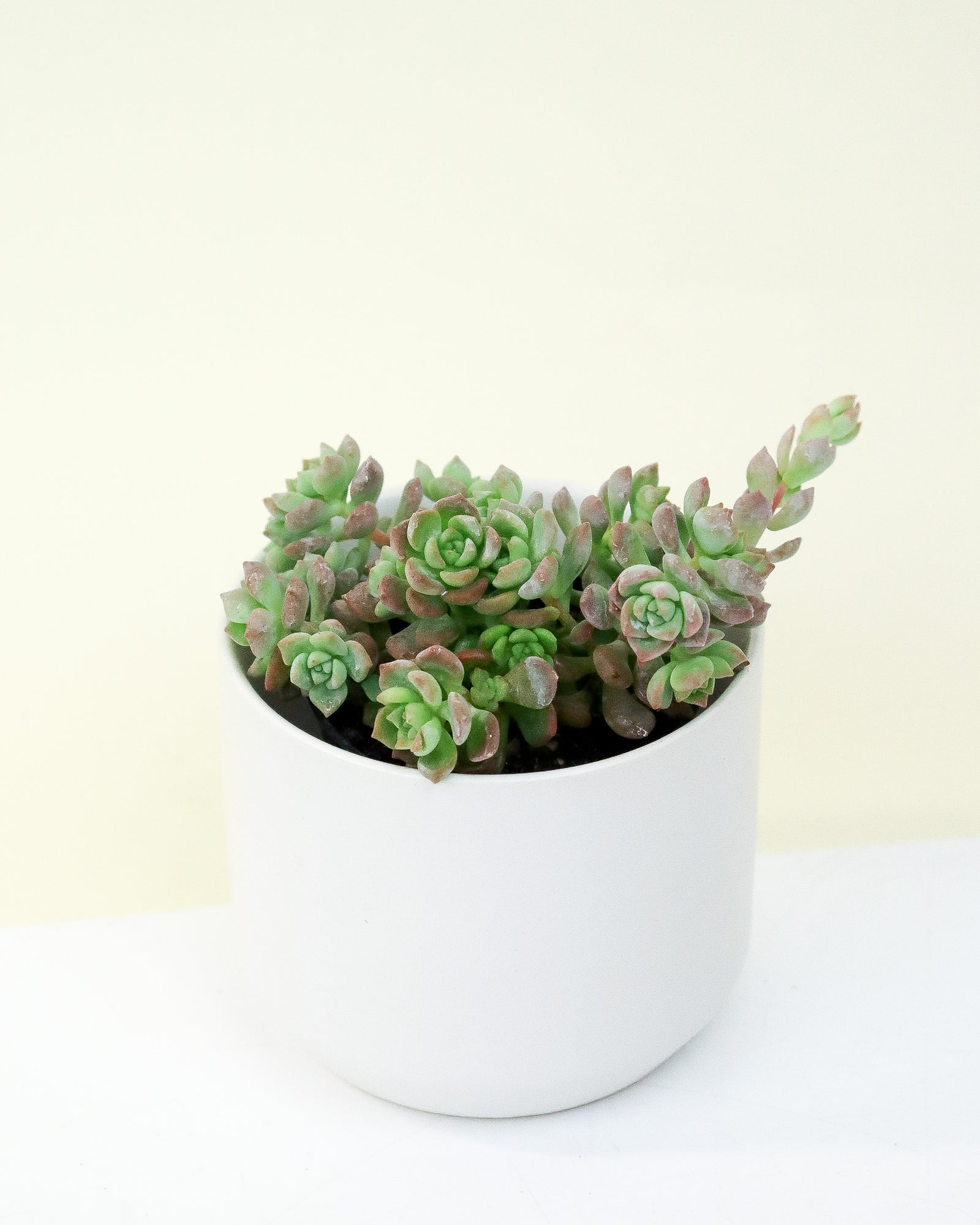 Echeveria Querência