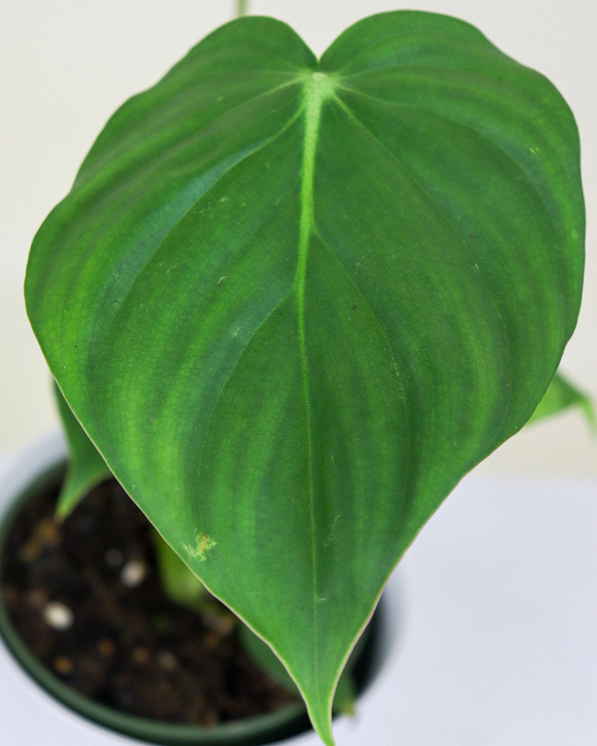 Philodendron « McDowell »