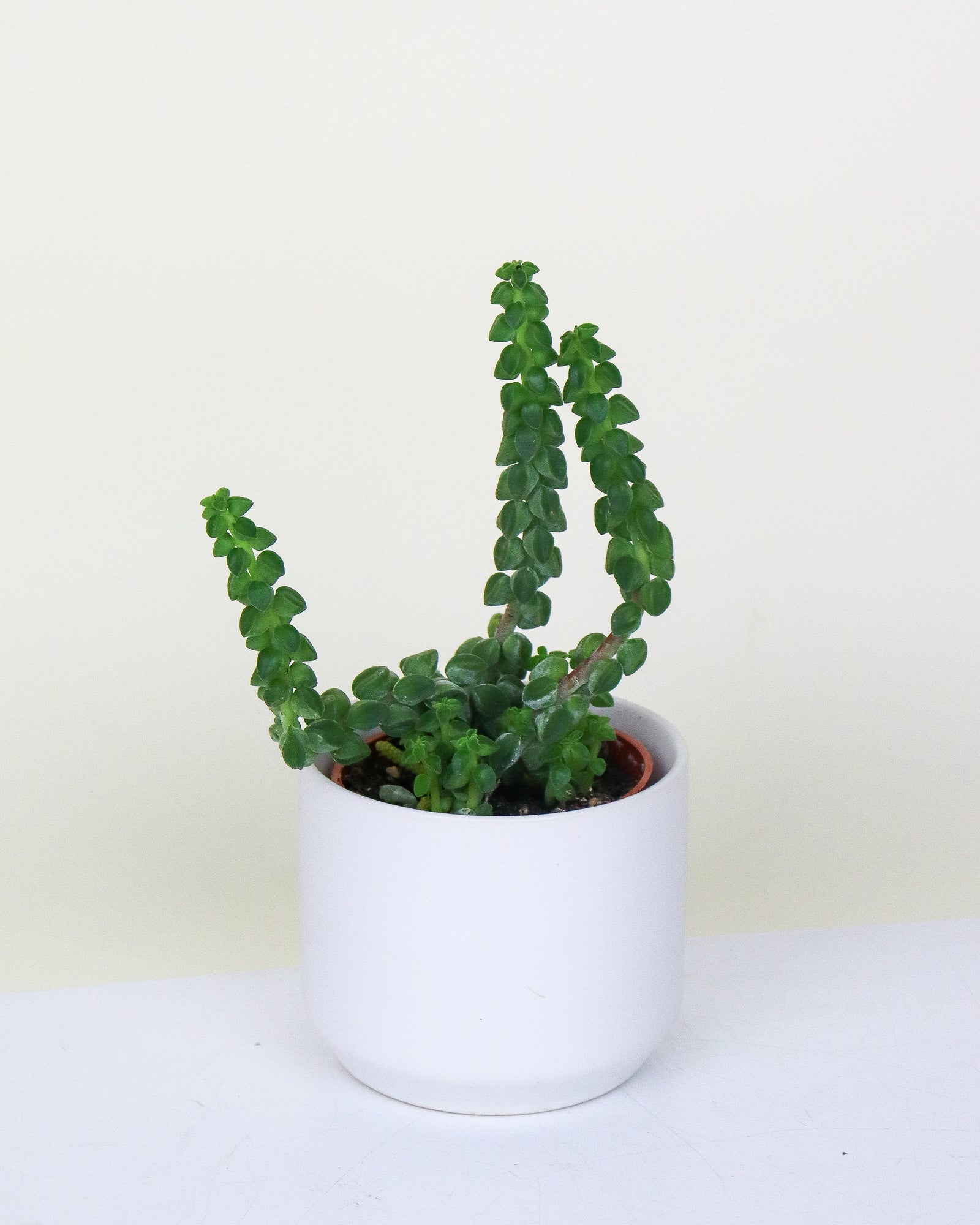 Peperomia « columella »