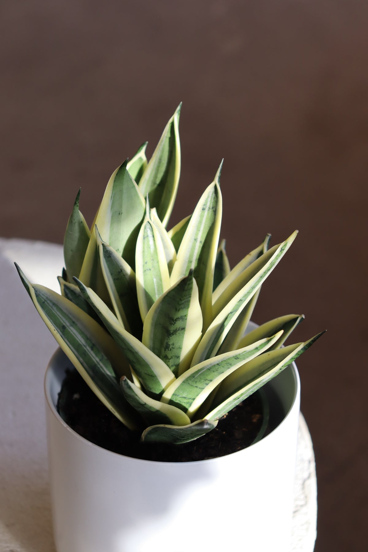 Sansevieria « Marble Star »