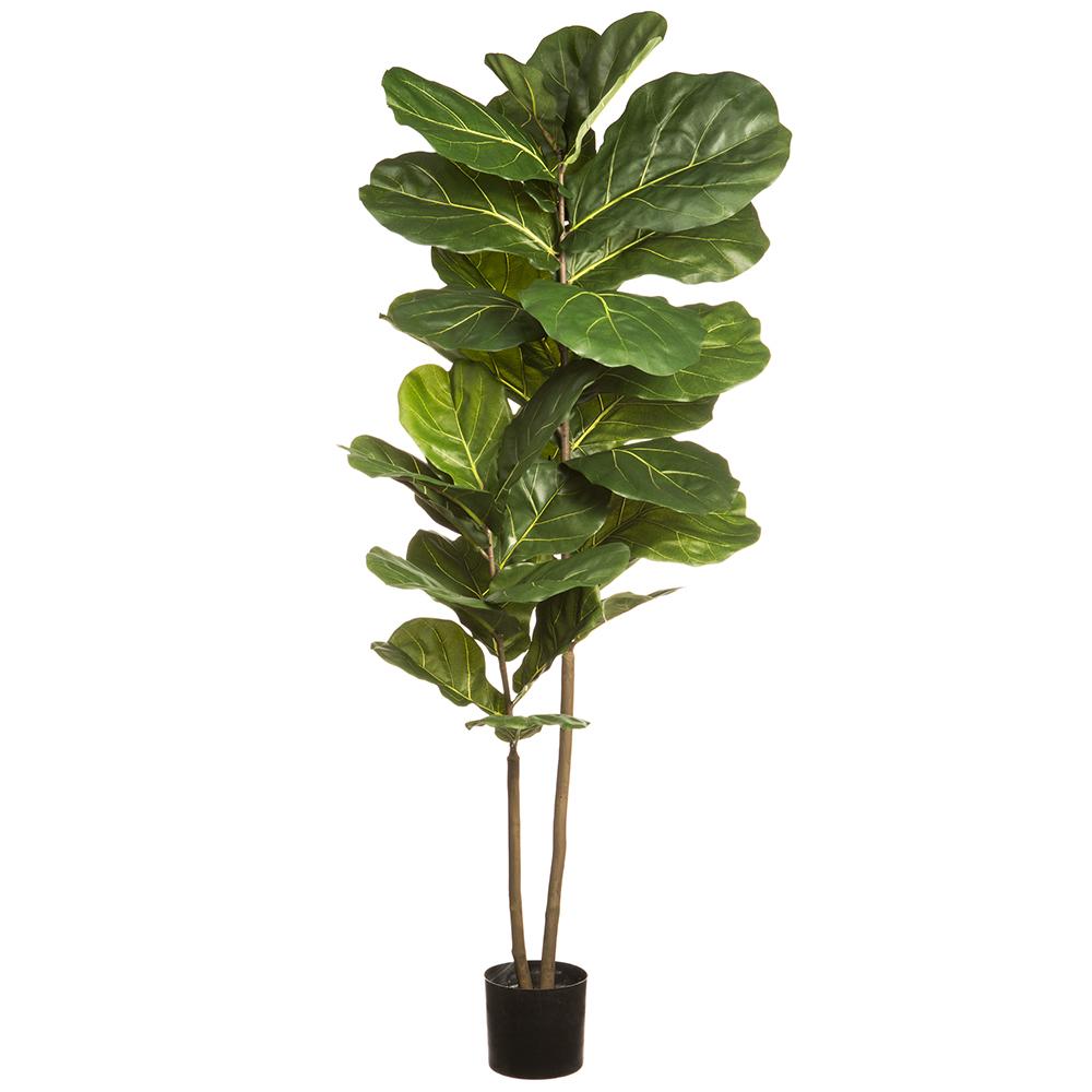 Ficus Lyrata sur tronc