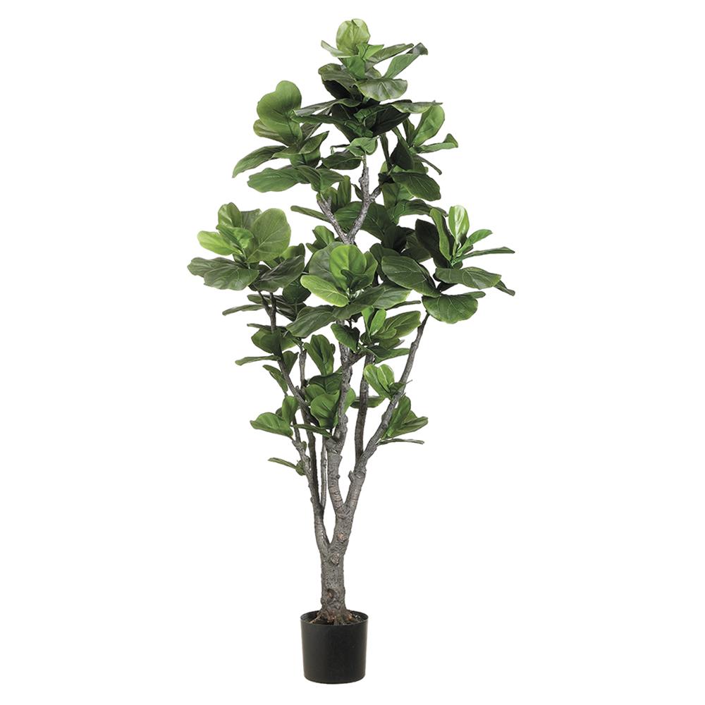 Ficus Lyrata Buisson
