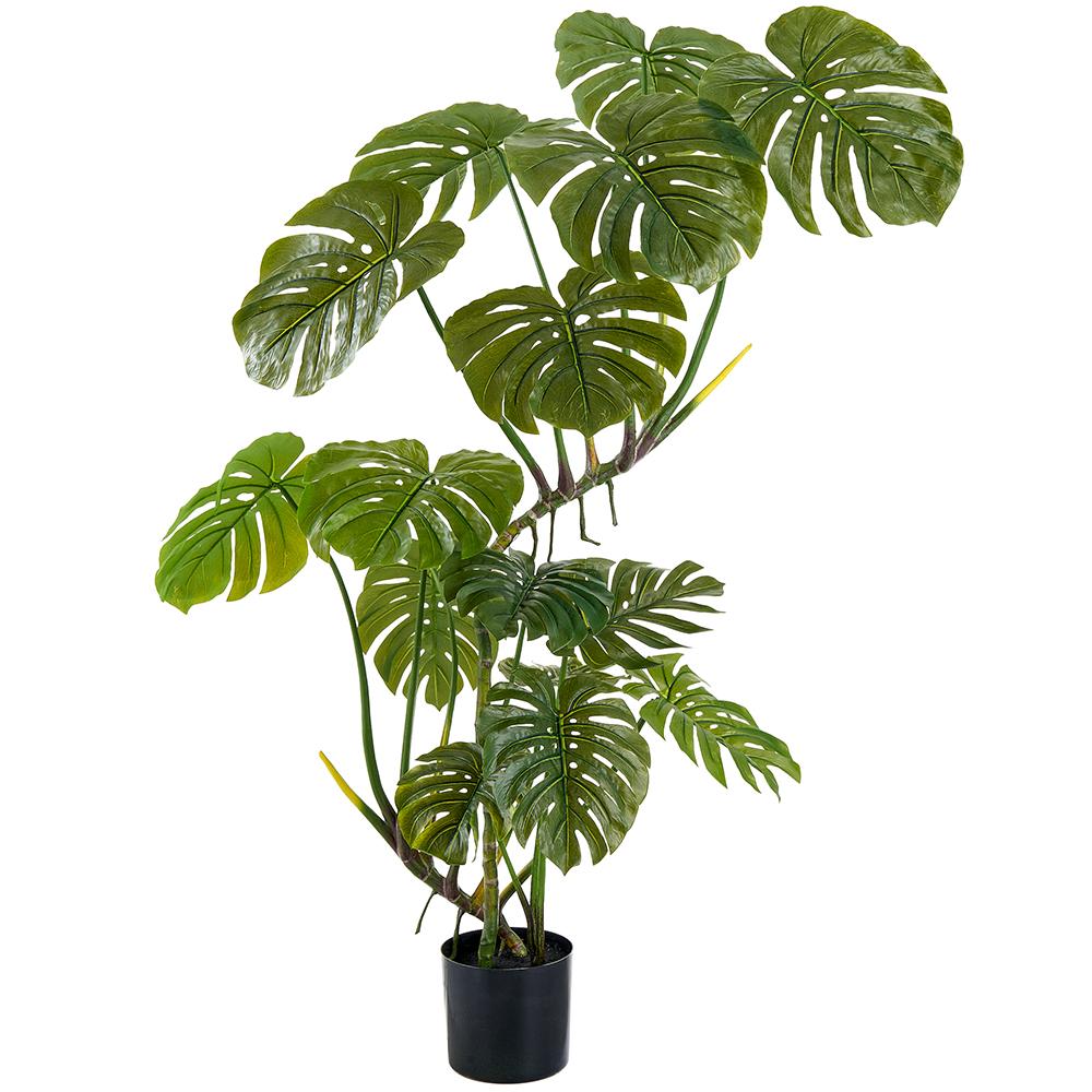 Monstera Deliciosa