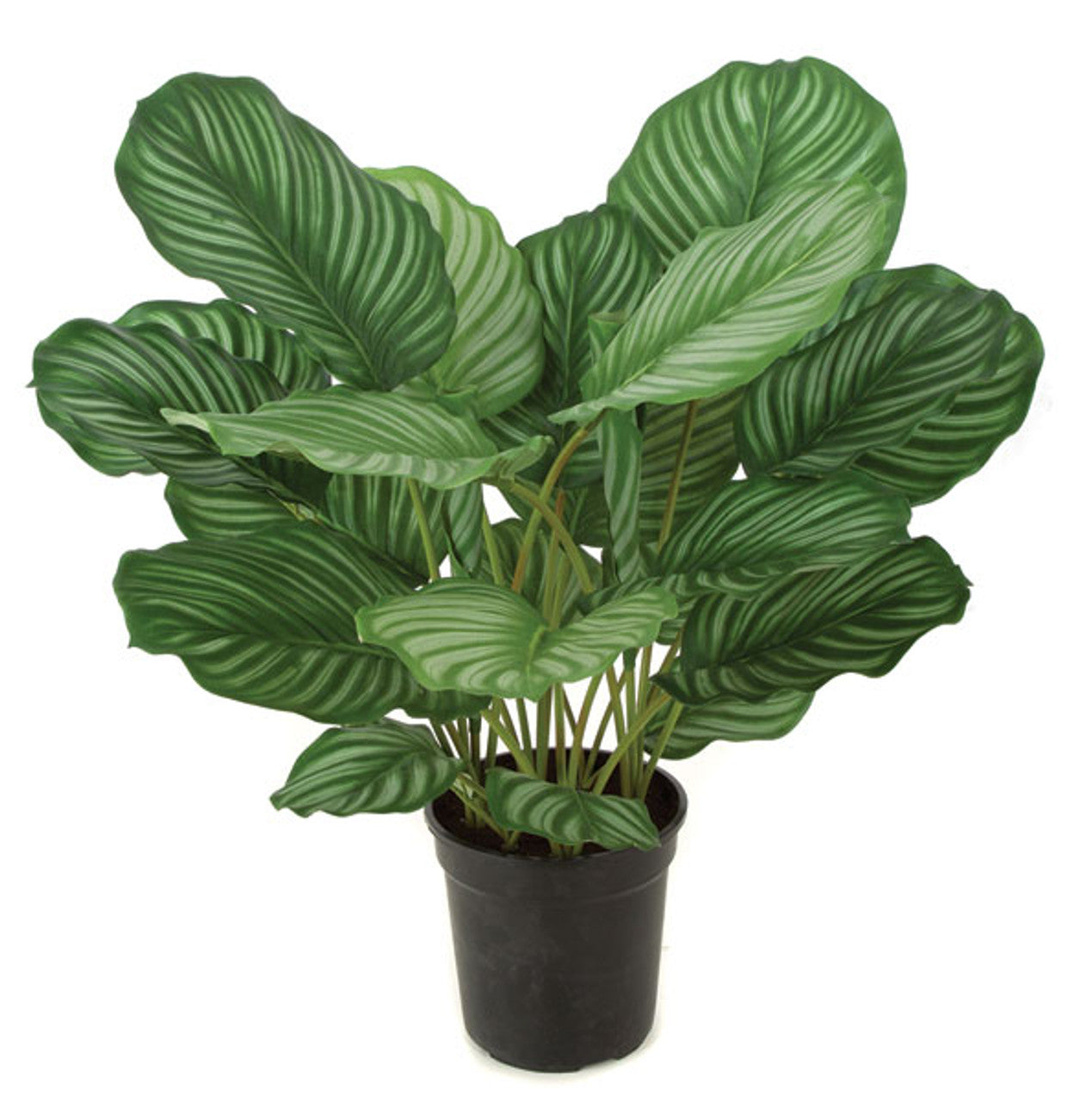 Calathea blanche