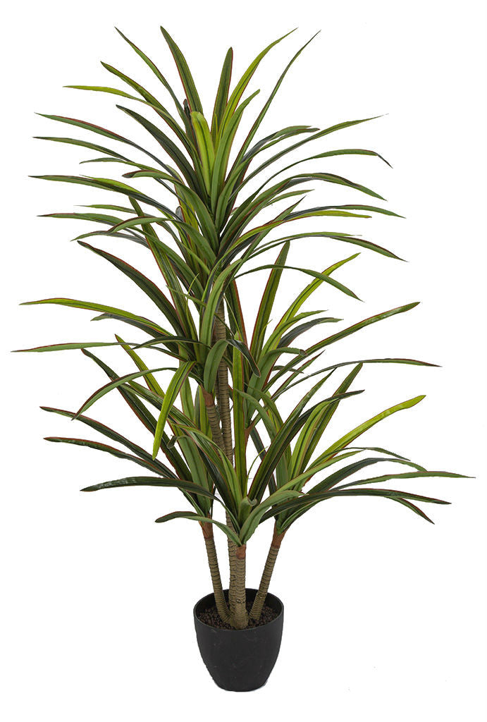 Draceana marginata artificiel