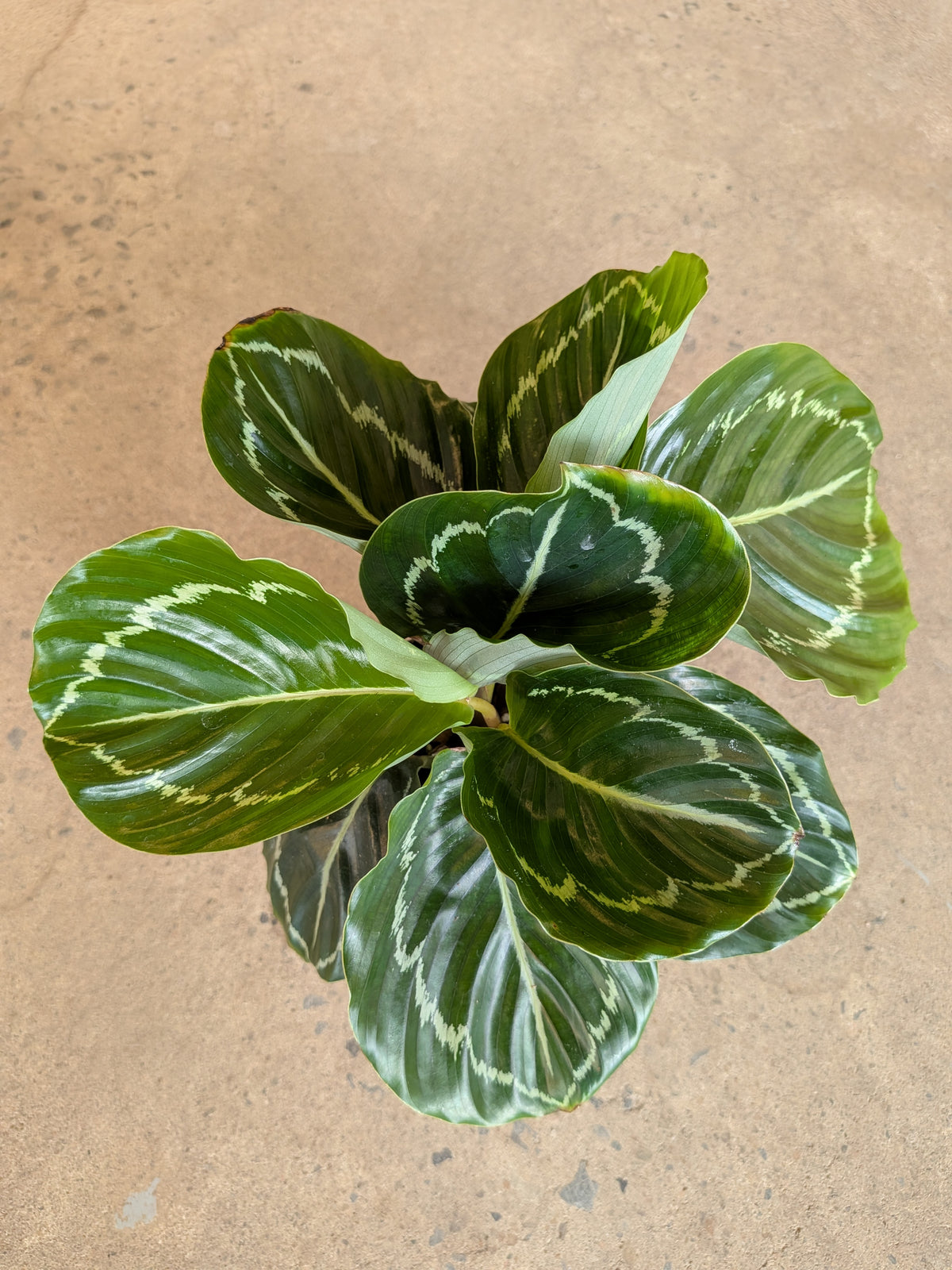 Calathea roseopicta « Green Lipstick »