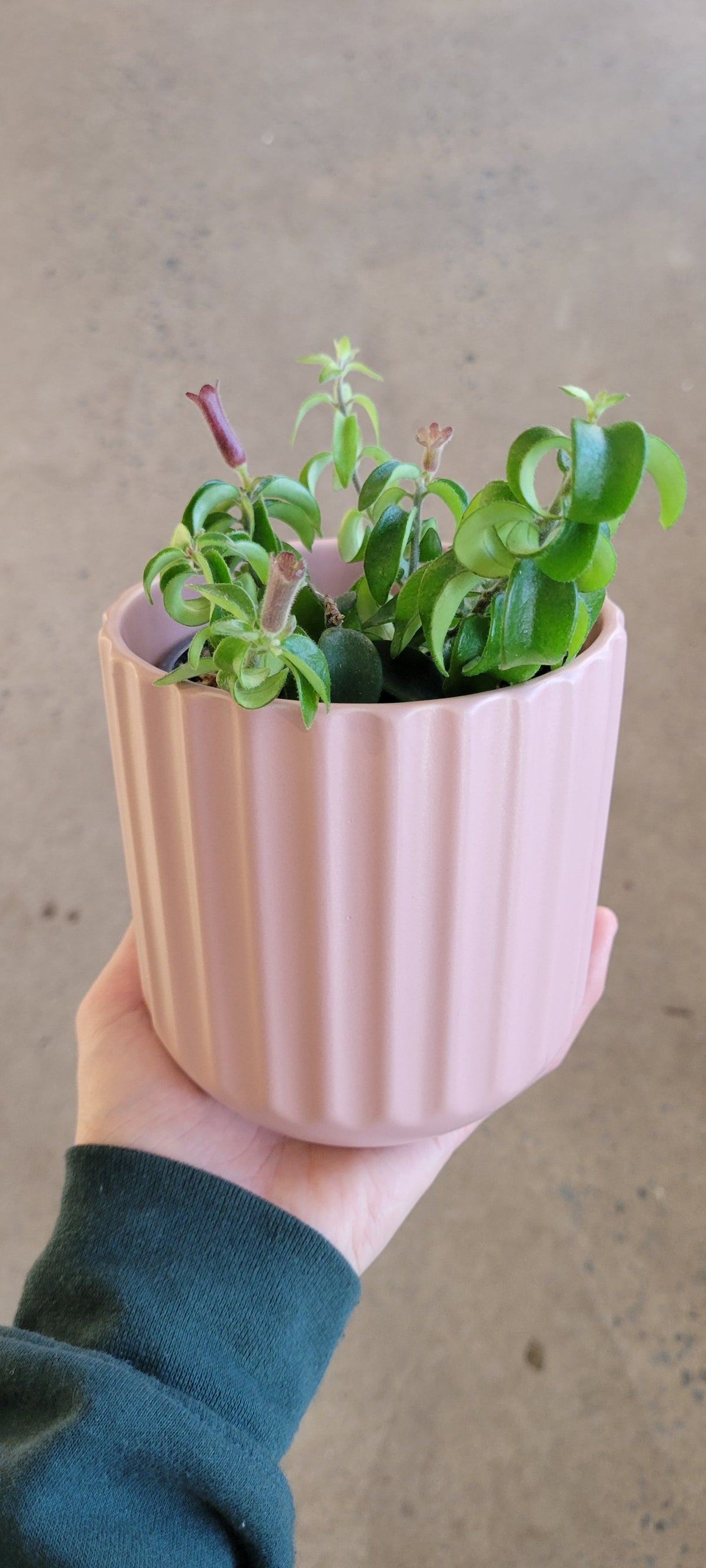 Aeschynanthus « Rasta »