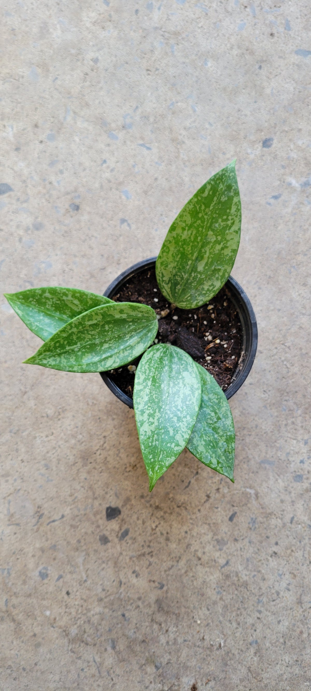 Hoya Rangsan