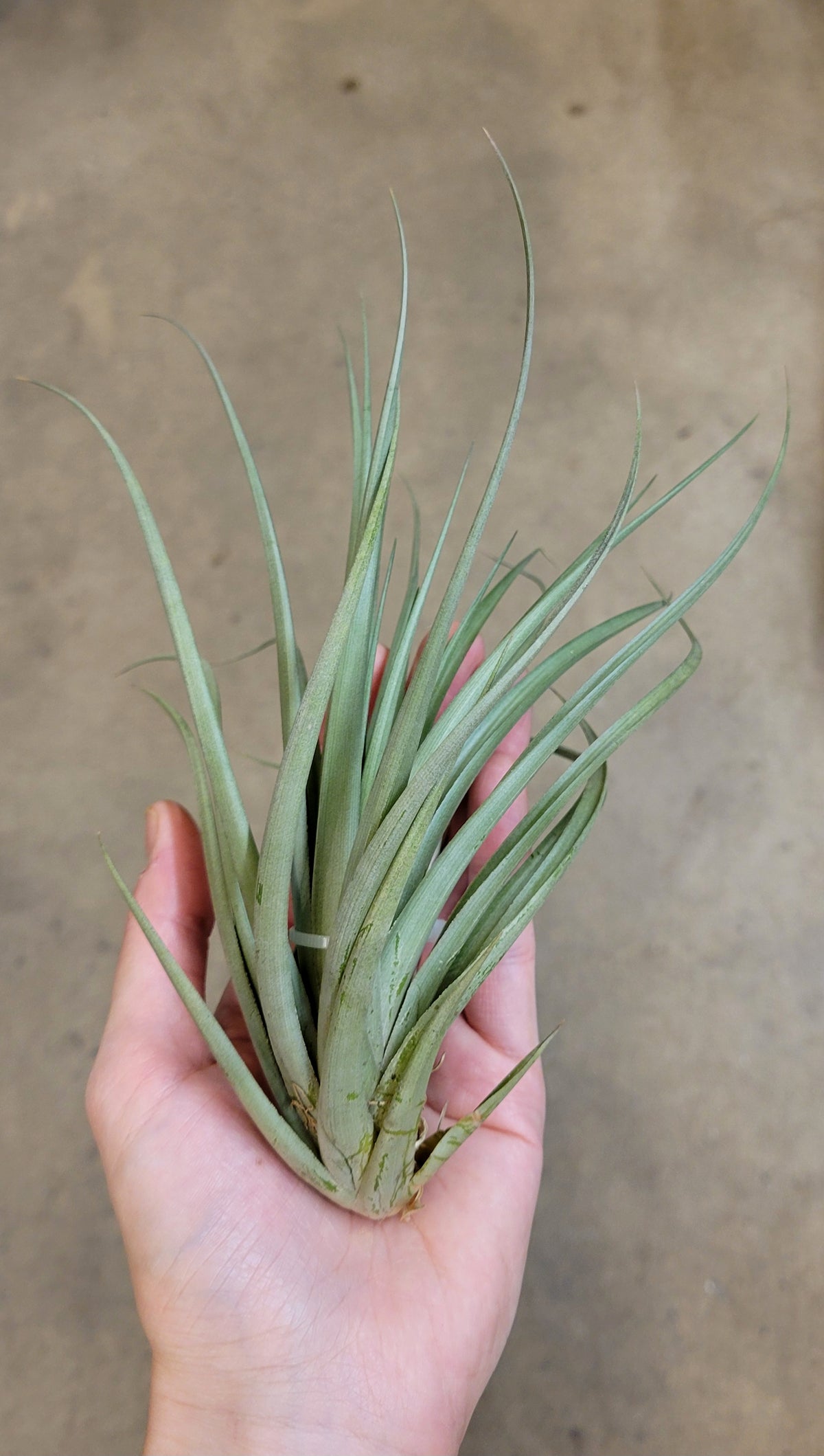 Tillandsia Vernicosa