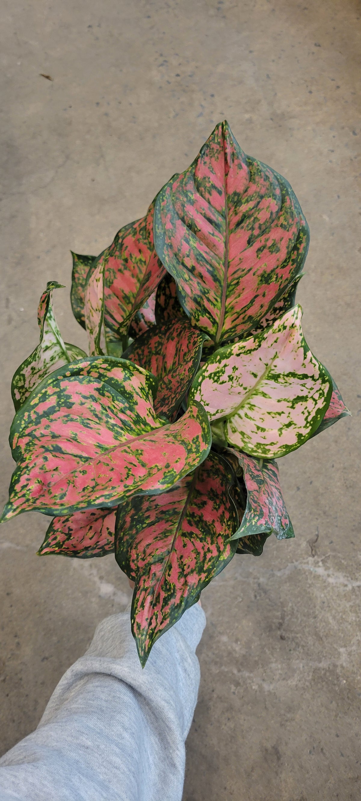 Aglaonema « Red Valentine »