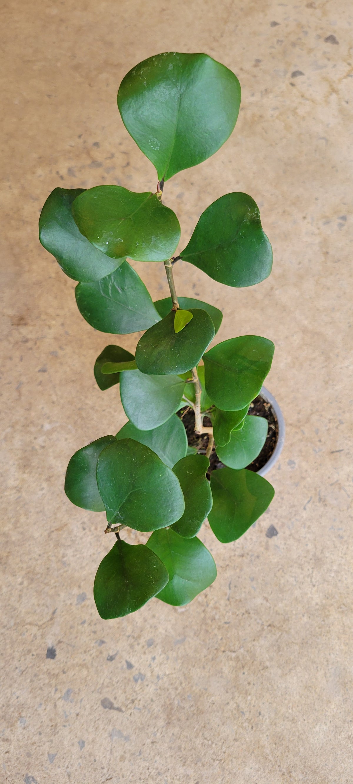 Ficus « Nataliensis »