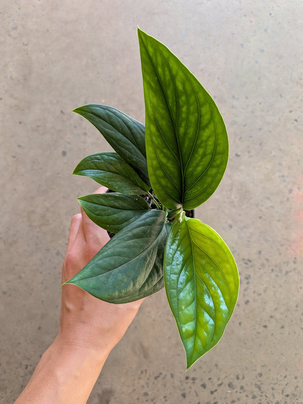 Monstera « Pinnatipartita »