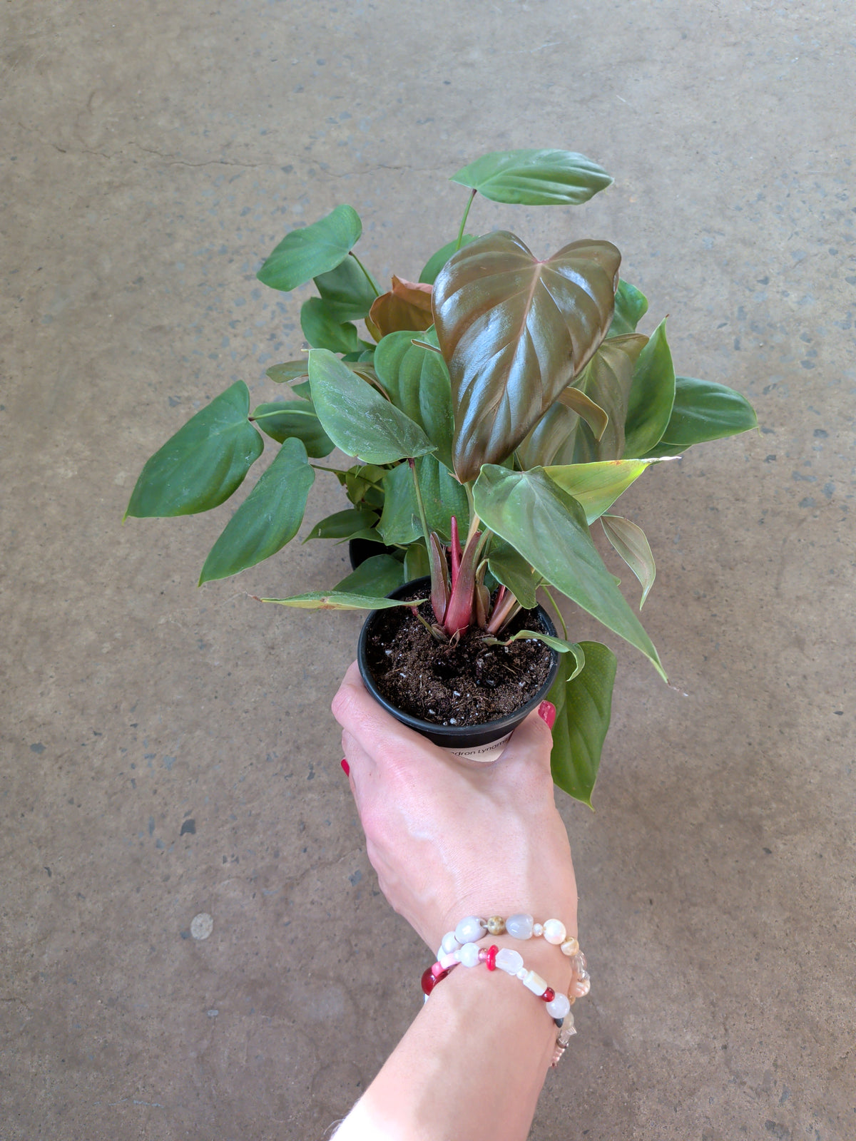 Philodendron Lynamii
