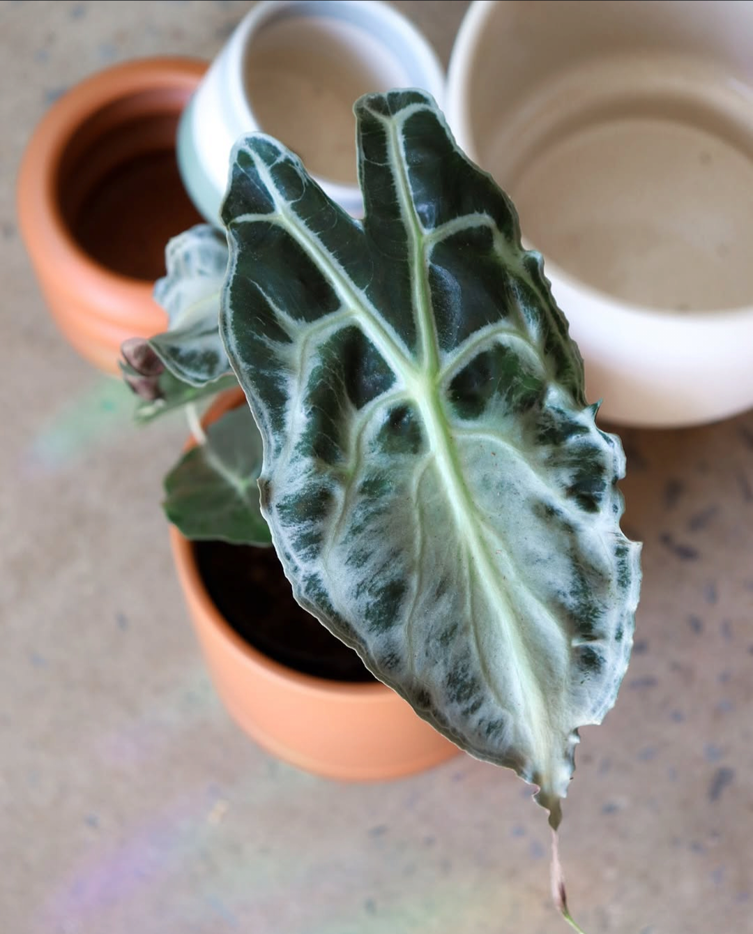 Alocasia Venom
