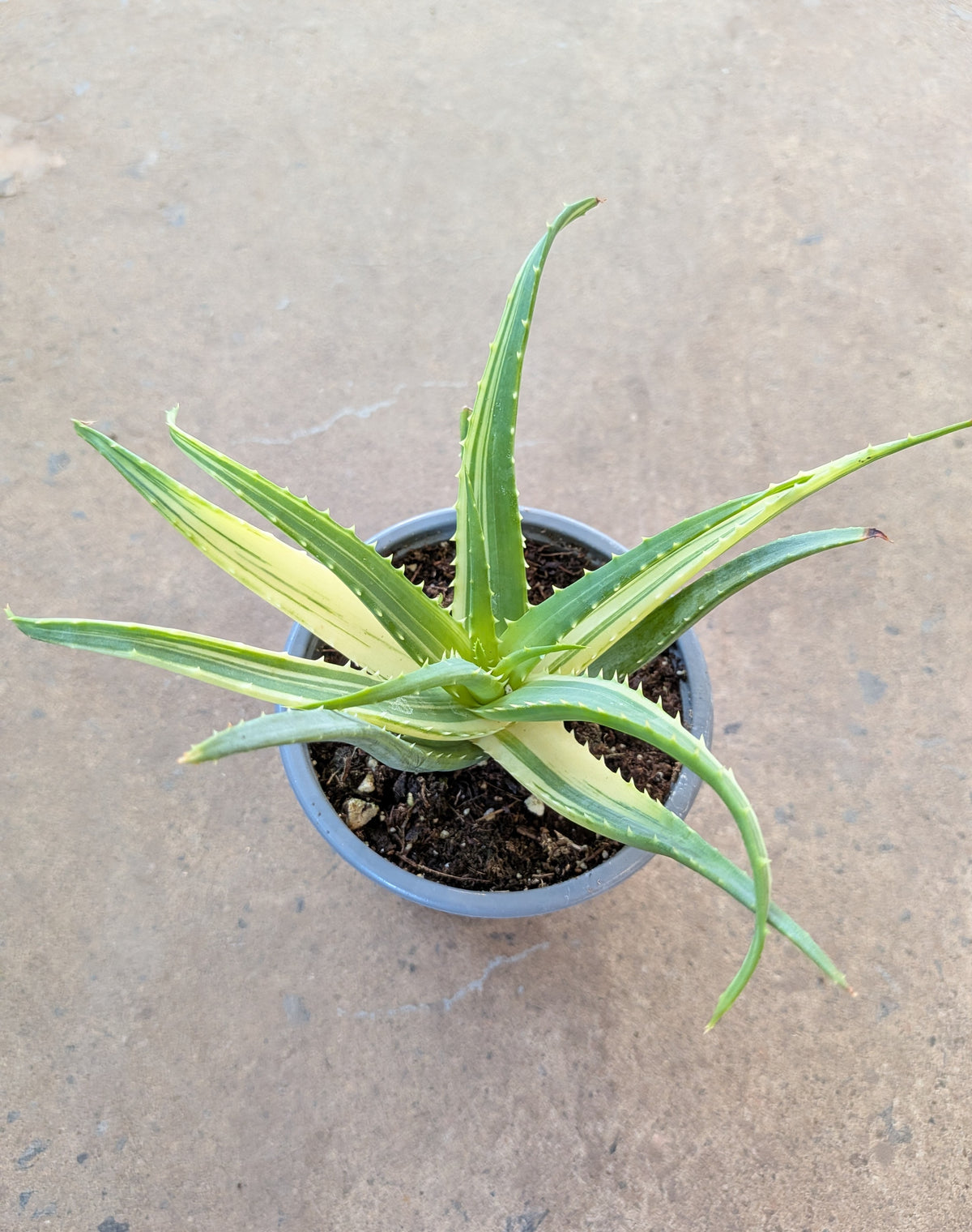 Aloe « Vera »
