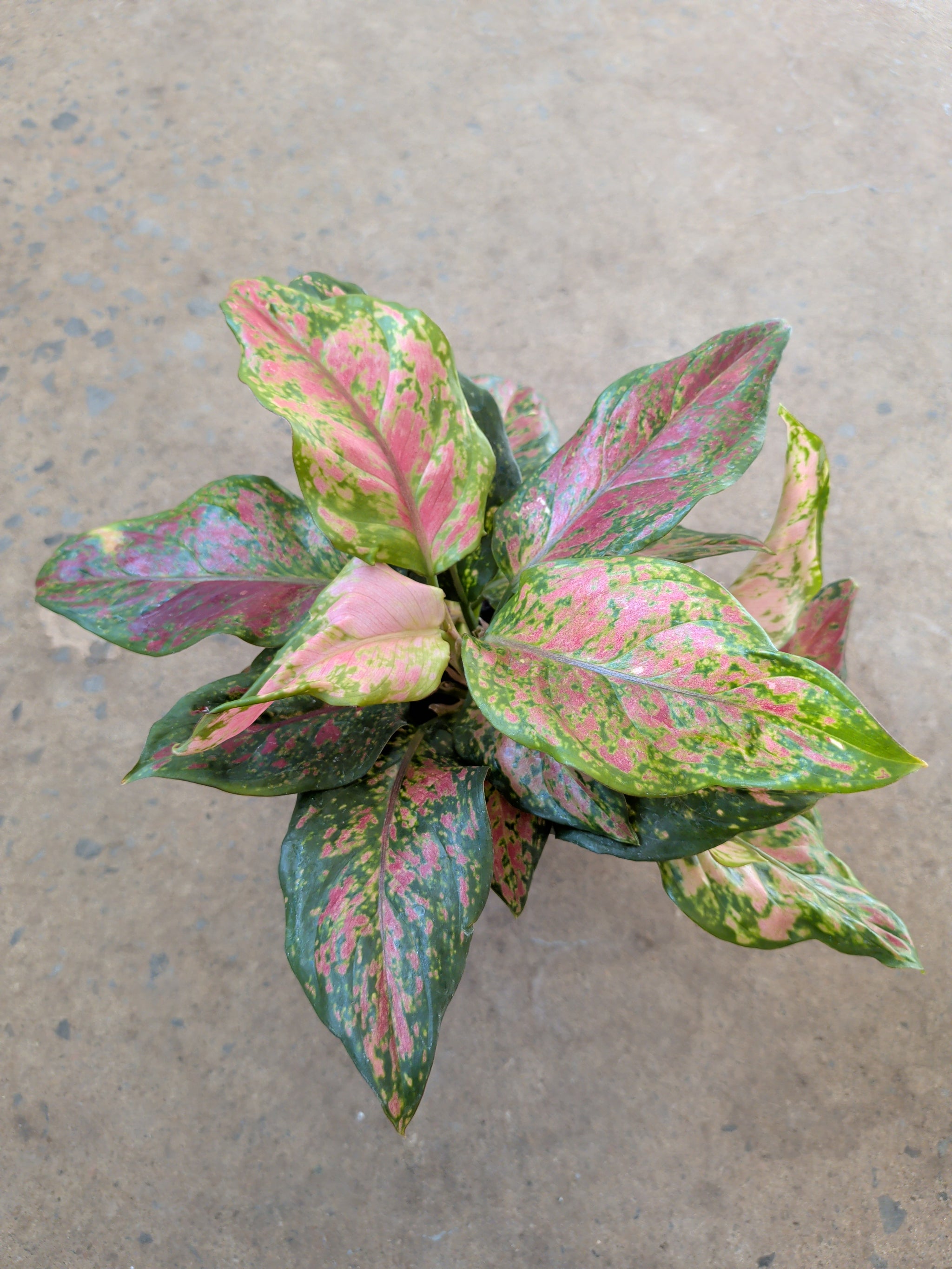 Aglaonema Black maroon - Folia Design
