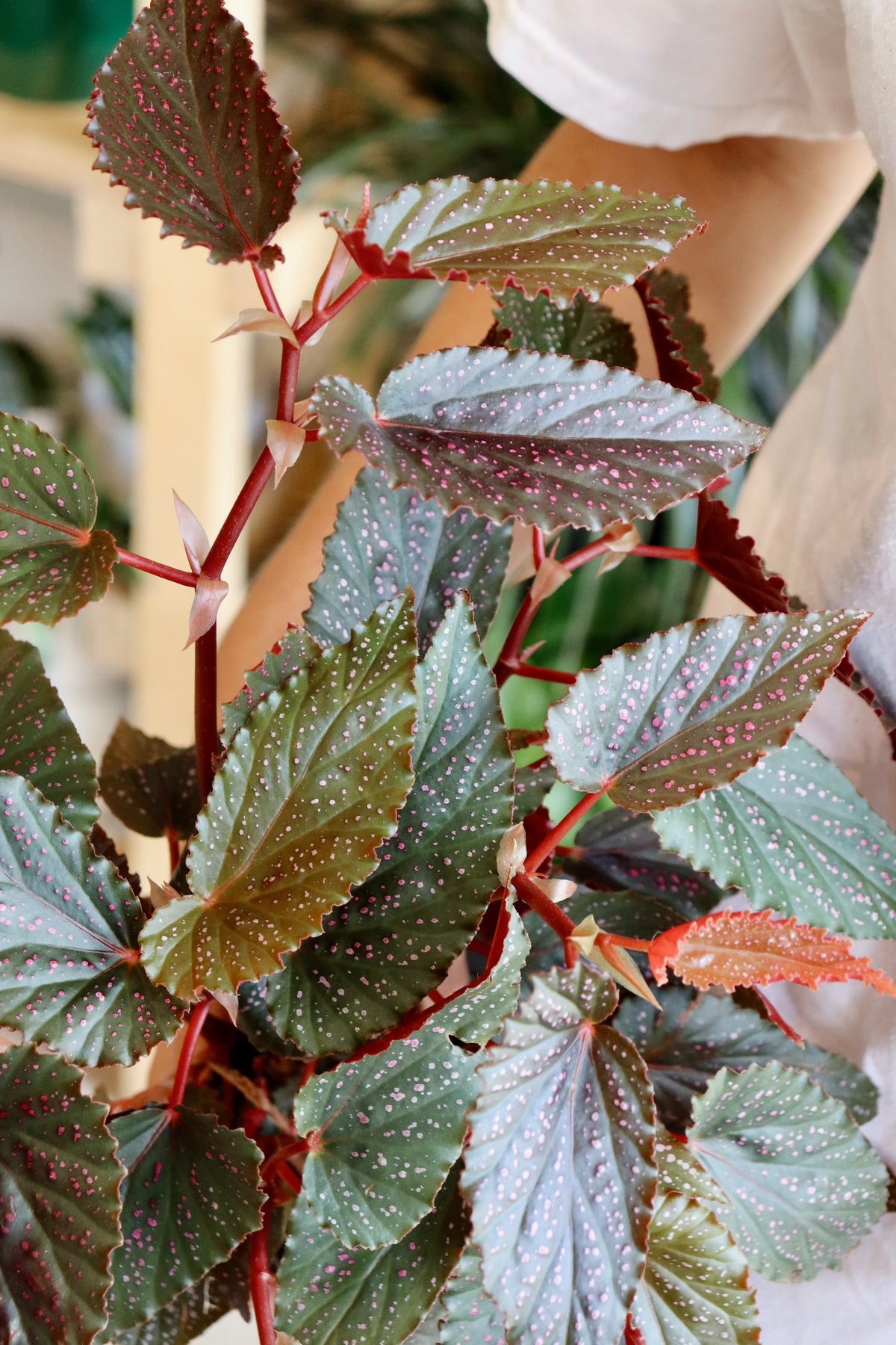 Begonia Benigo Pink