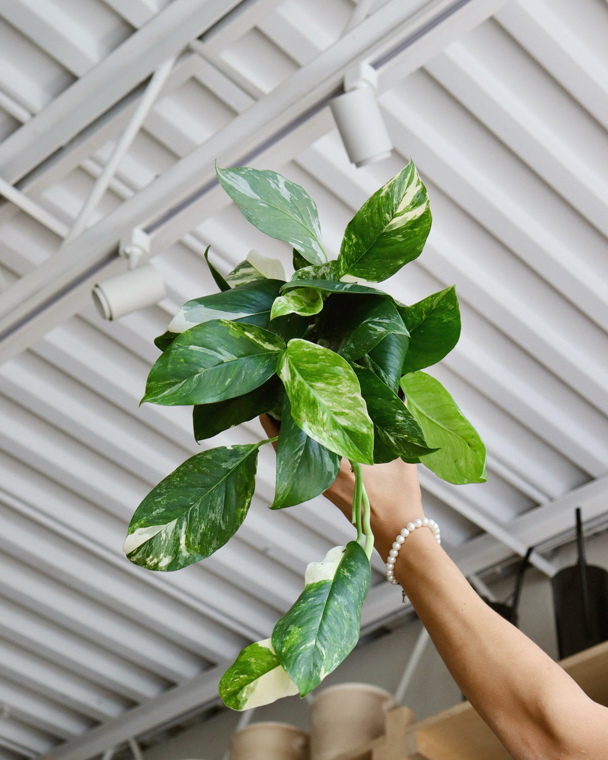 Monstera Lechleriana