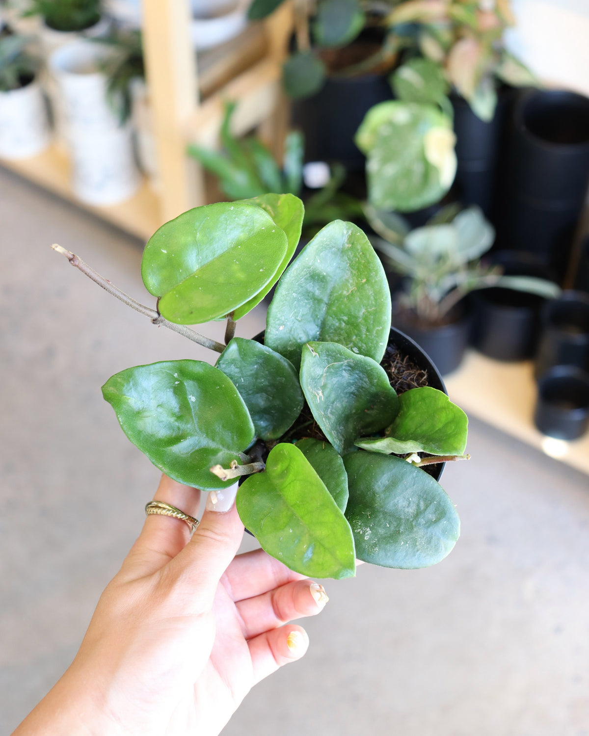 Hoya Krinkle
