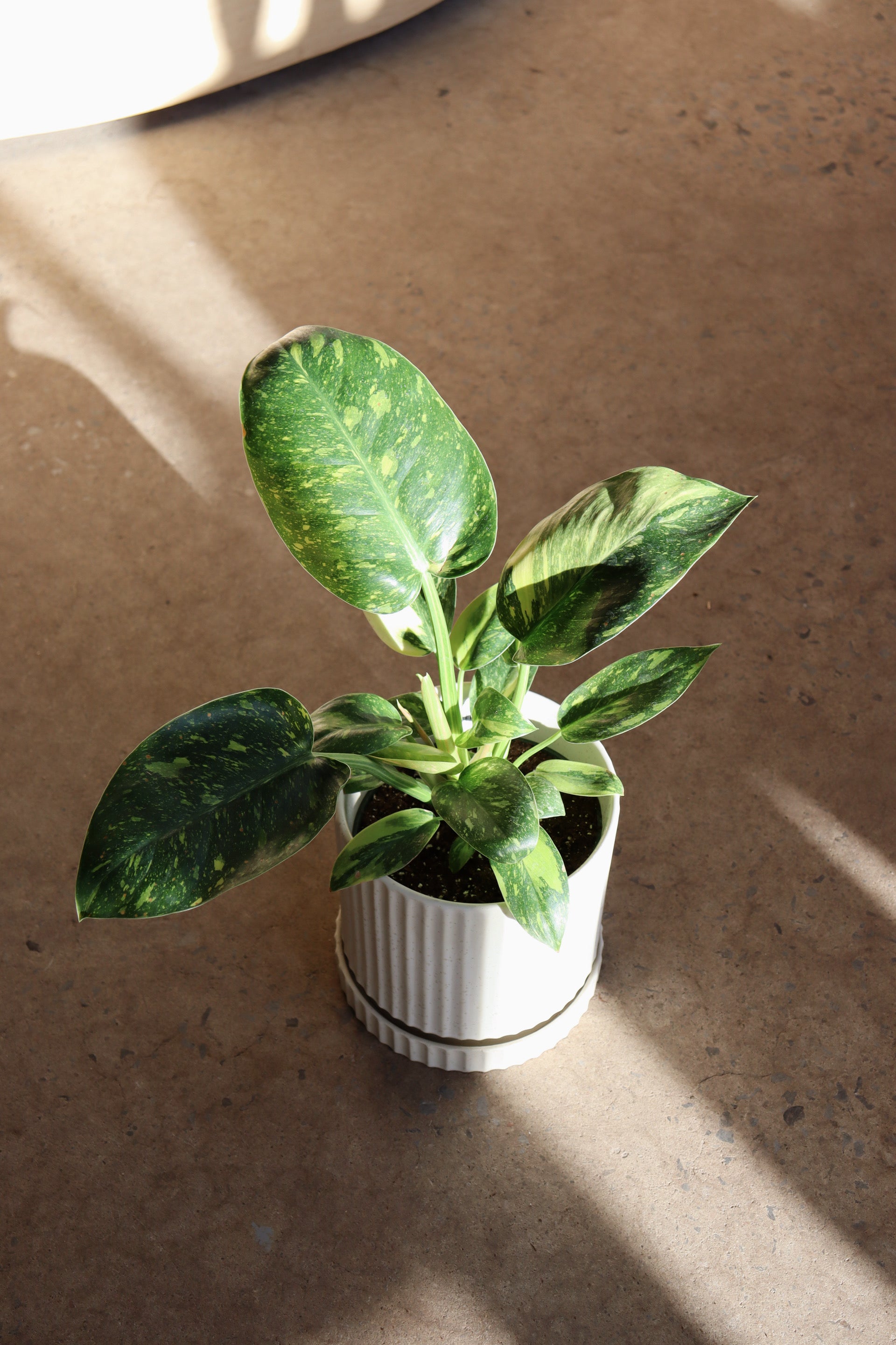 culture du philodendron congo feuilles Philodendron Congo Nuclear