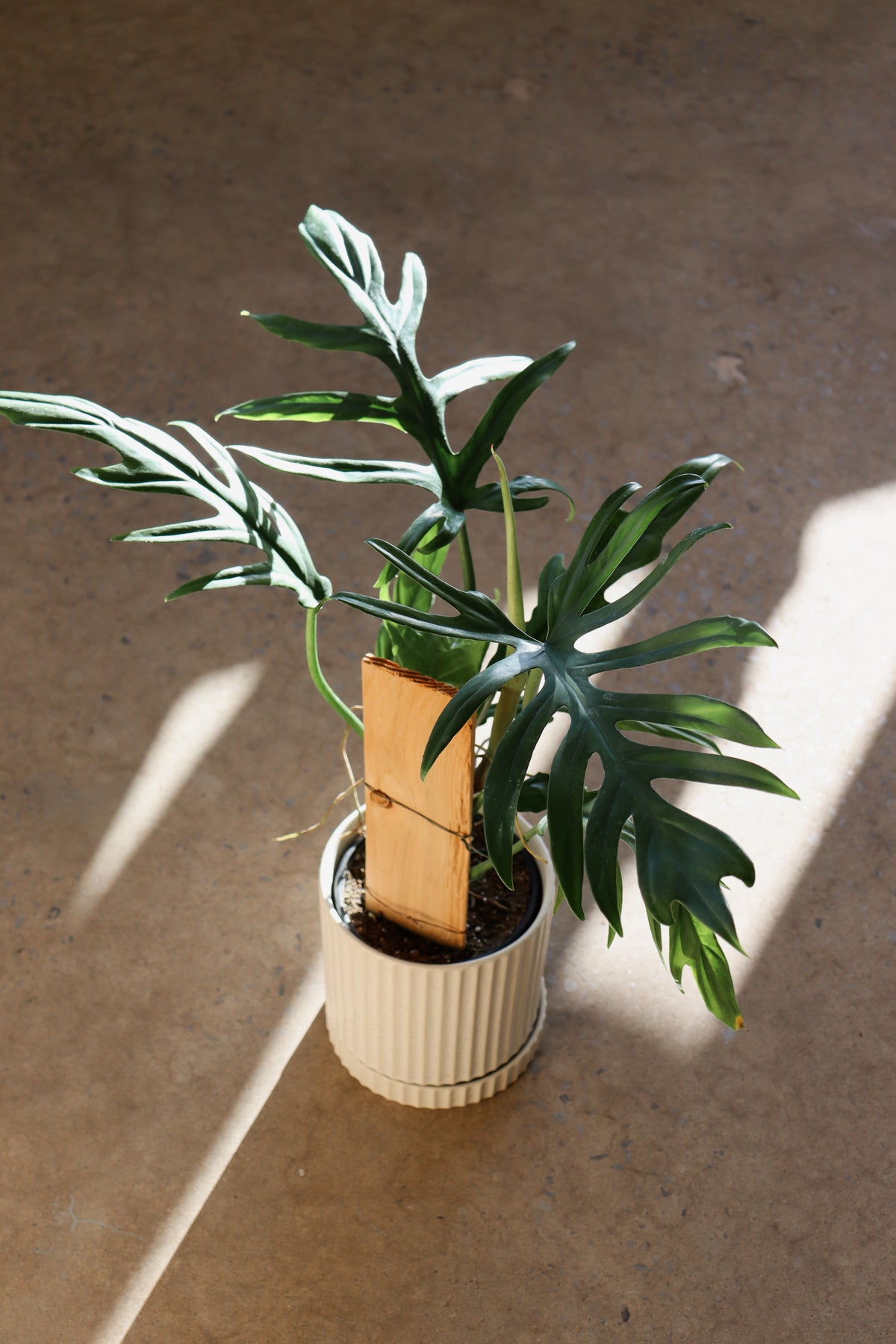 Philodendron Elegans