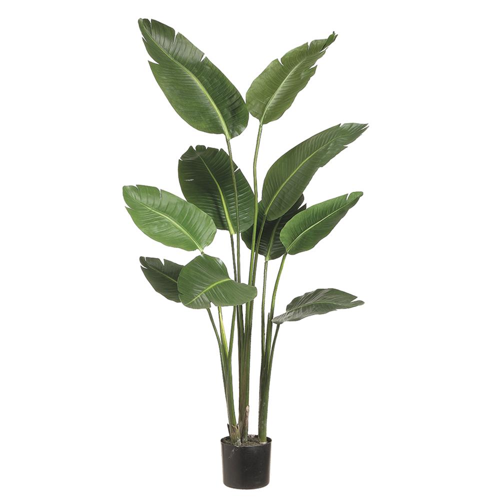 Strelitzia