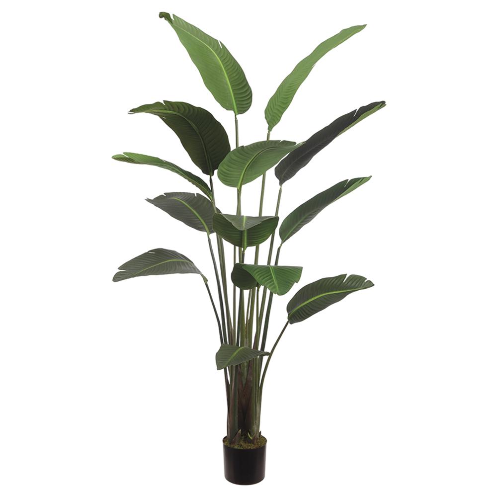 Strelitzia