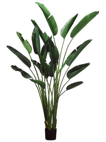 Strelitzia