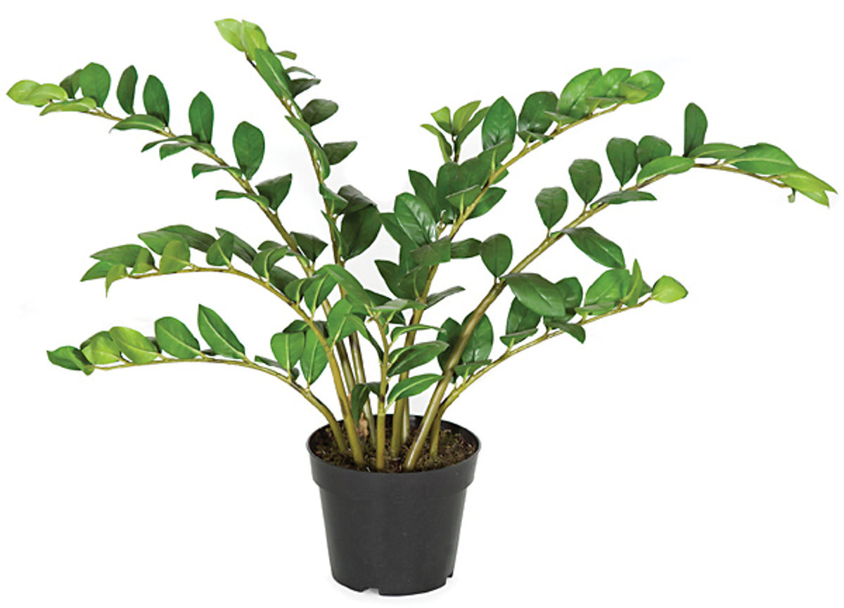 Zamioculcas Zamiifolia