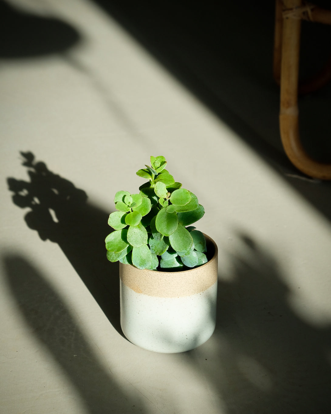 Kalanchoe marinieriana