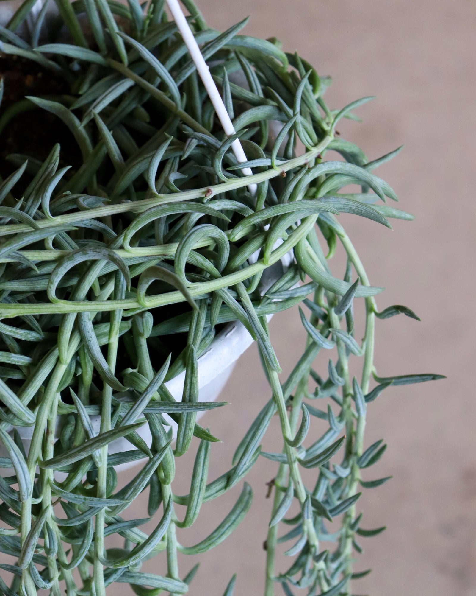 Senecio «Fish Hook»