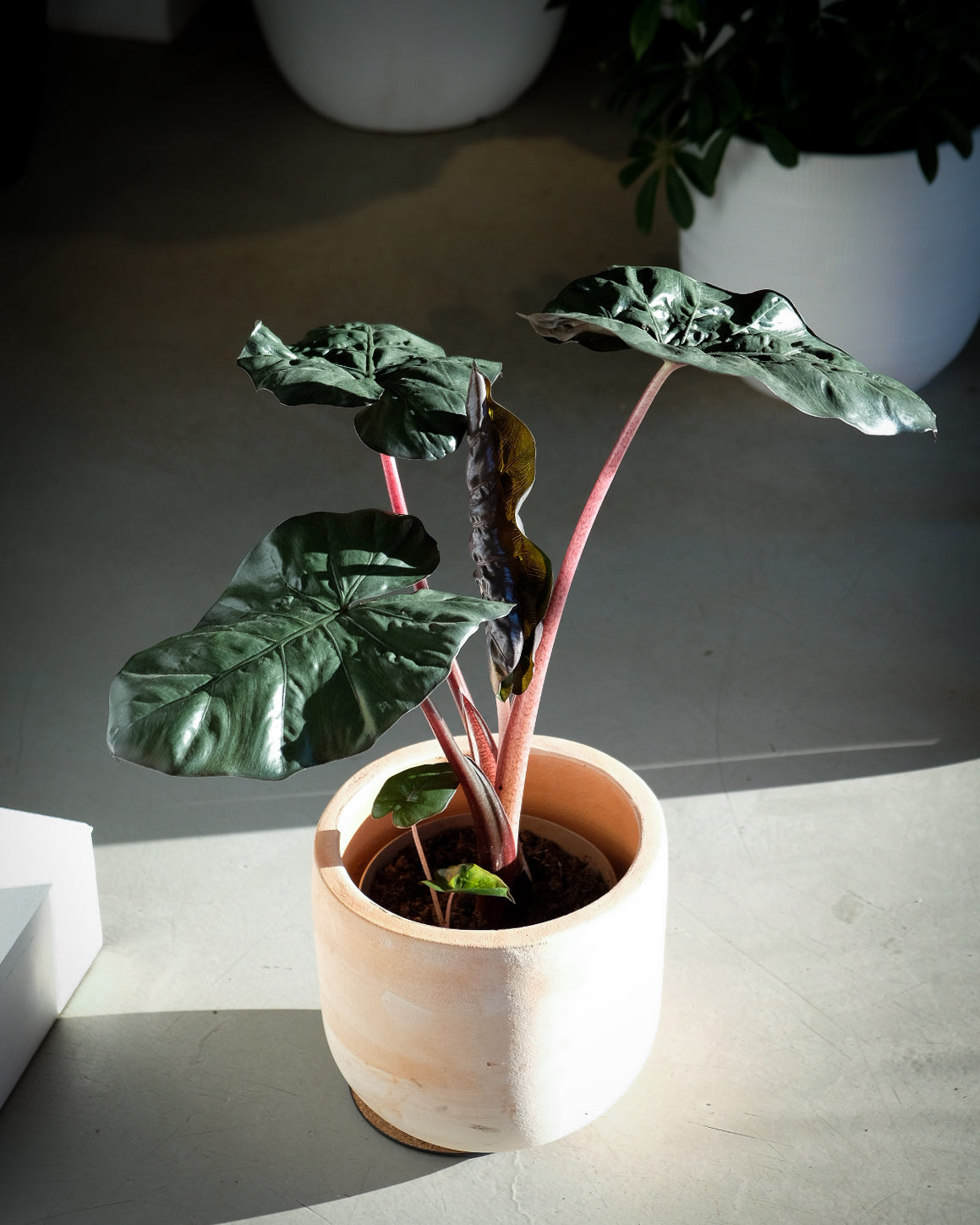 Alocasia « Metallica »