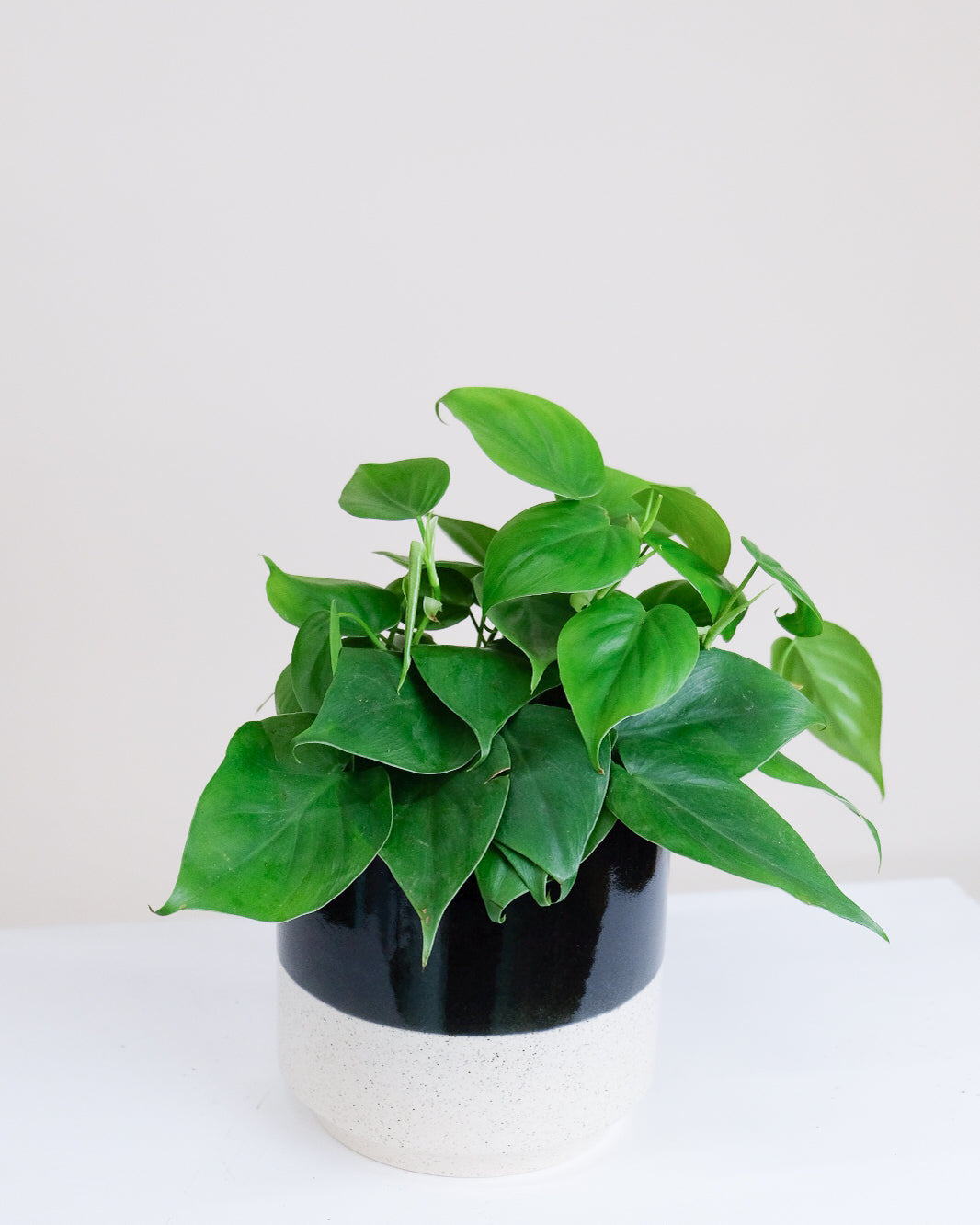 philodendron cordatum entretien Philodendron cordatum