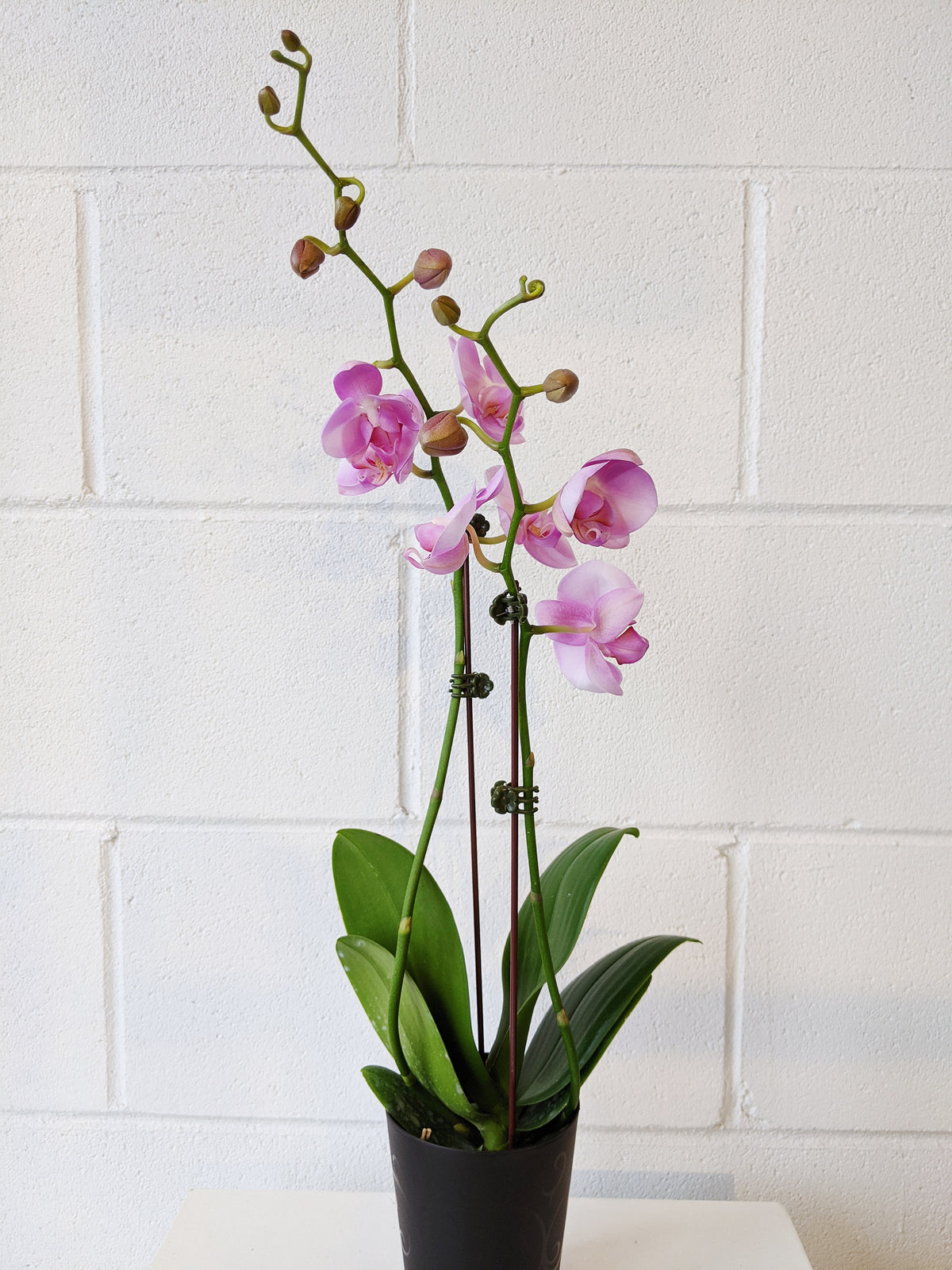Phalaenopsis « Orchidée »