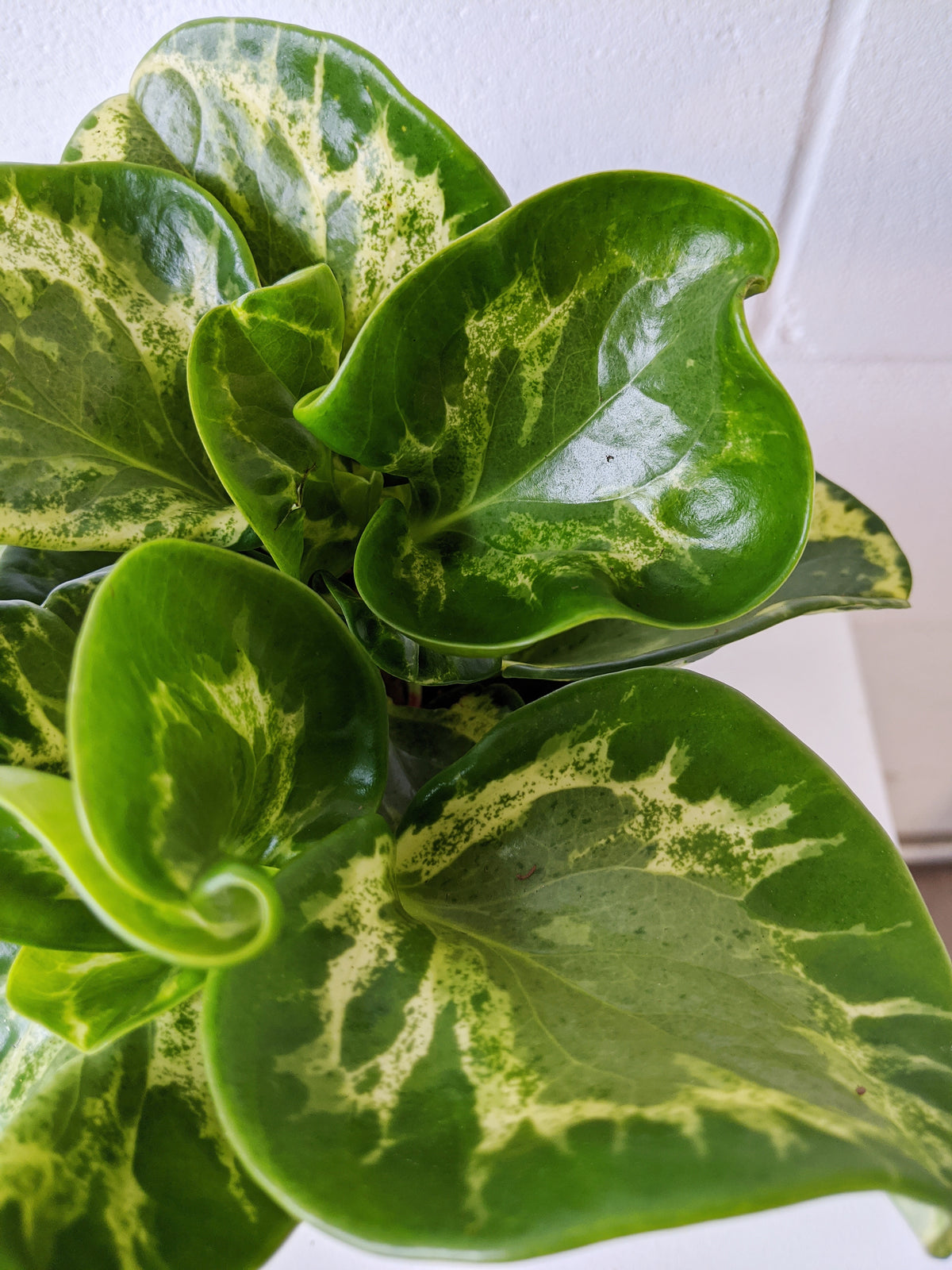 Peperomia obtusifolia « Gold » 