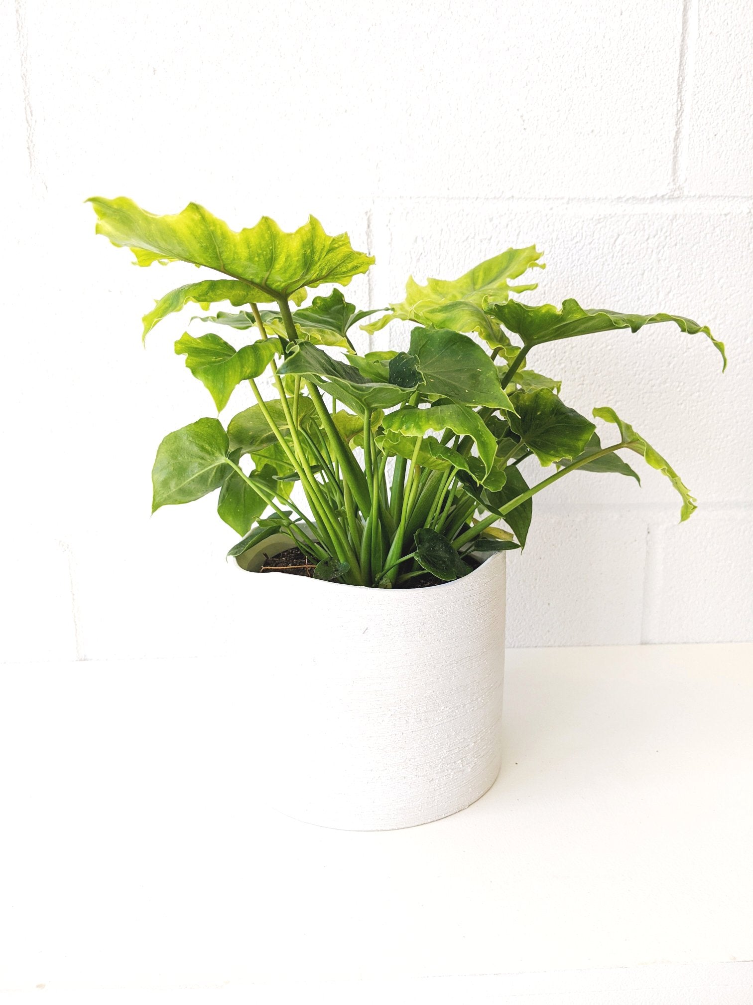 Philodendron « Shangri-La »