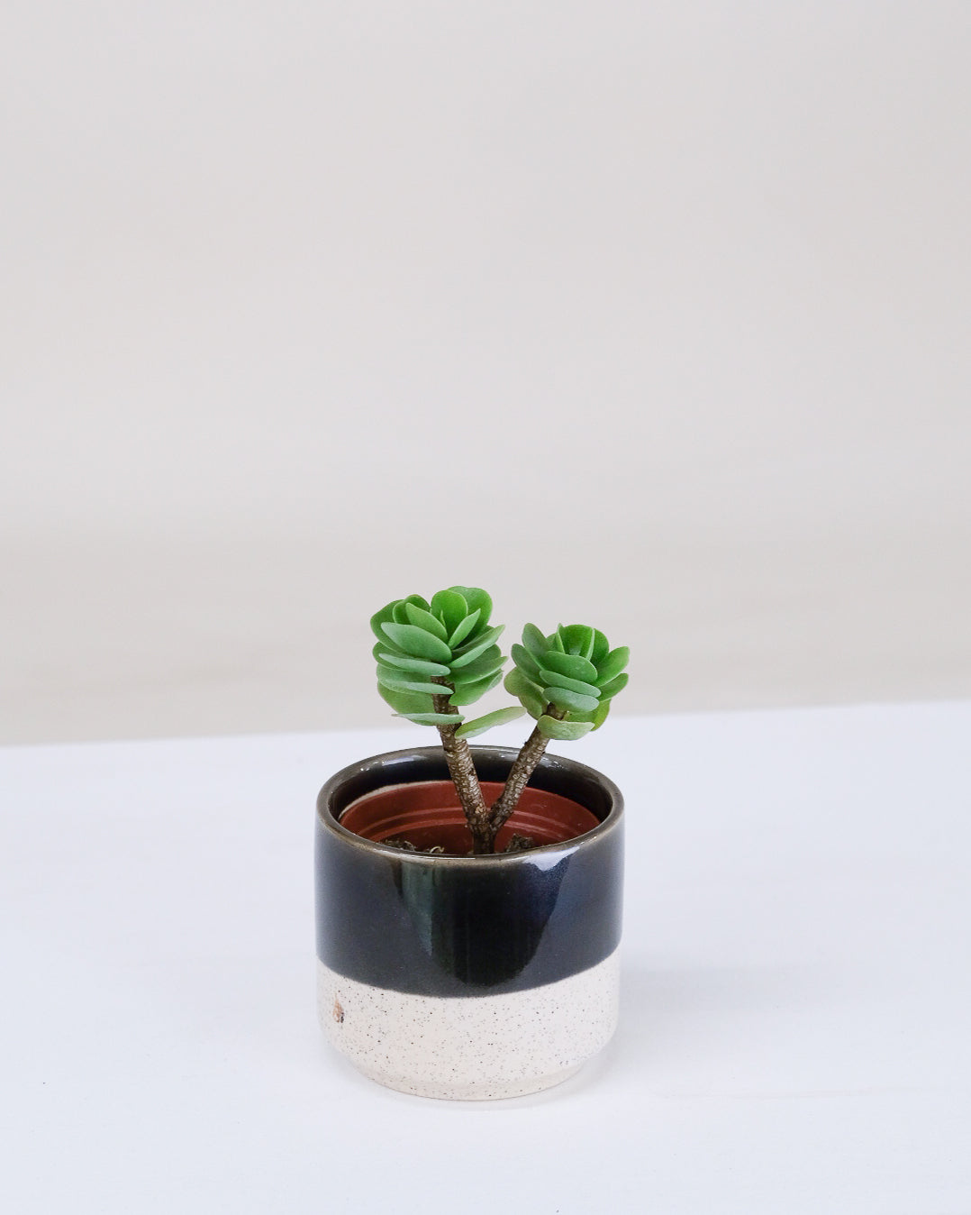Kalanchoe thyrsiflora « Flapjack »