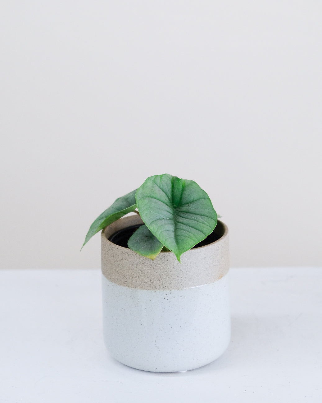 Alocasia bisma