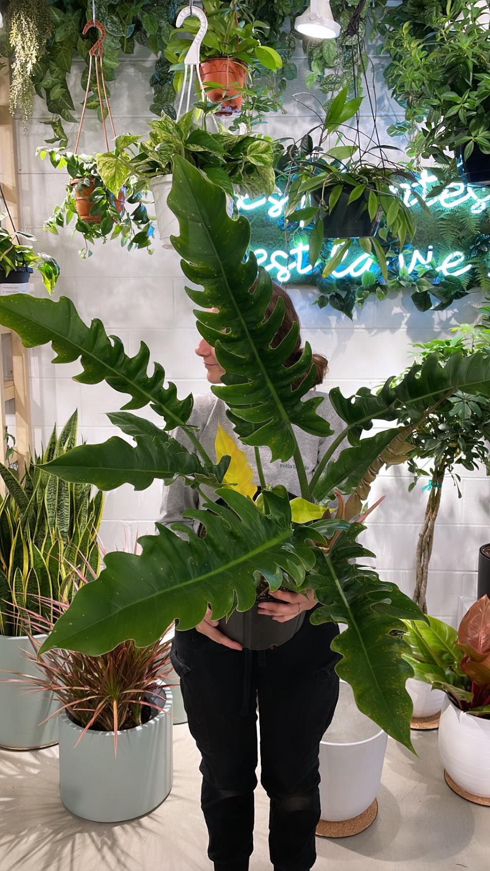 philodendron narrow Philodendron « Narrow »