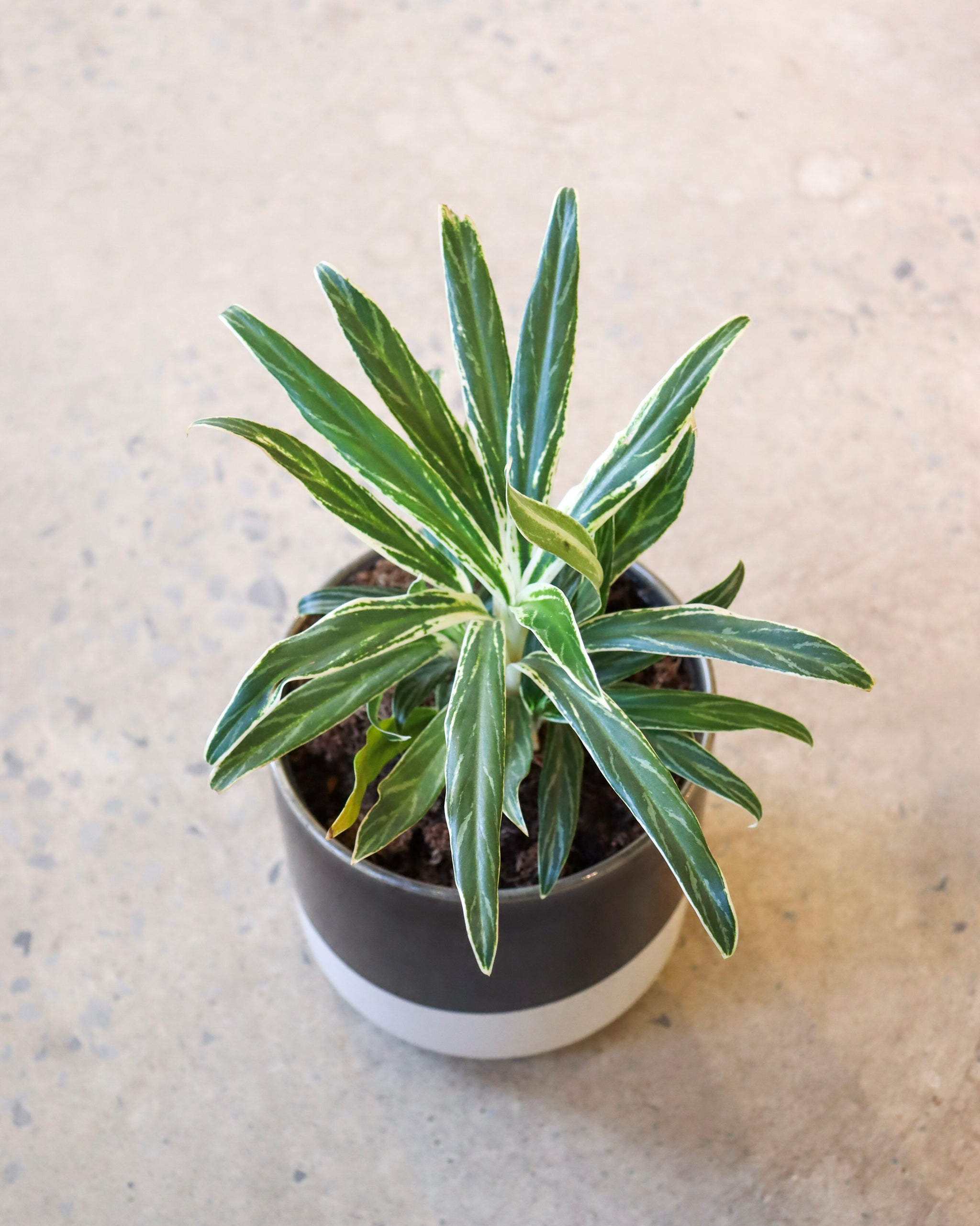 aglaonema ric Aglaonema « Rice Leaf »