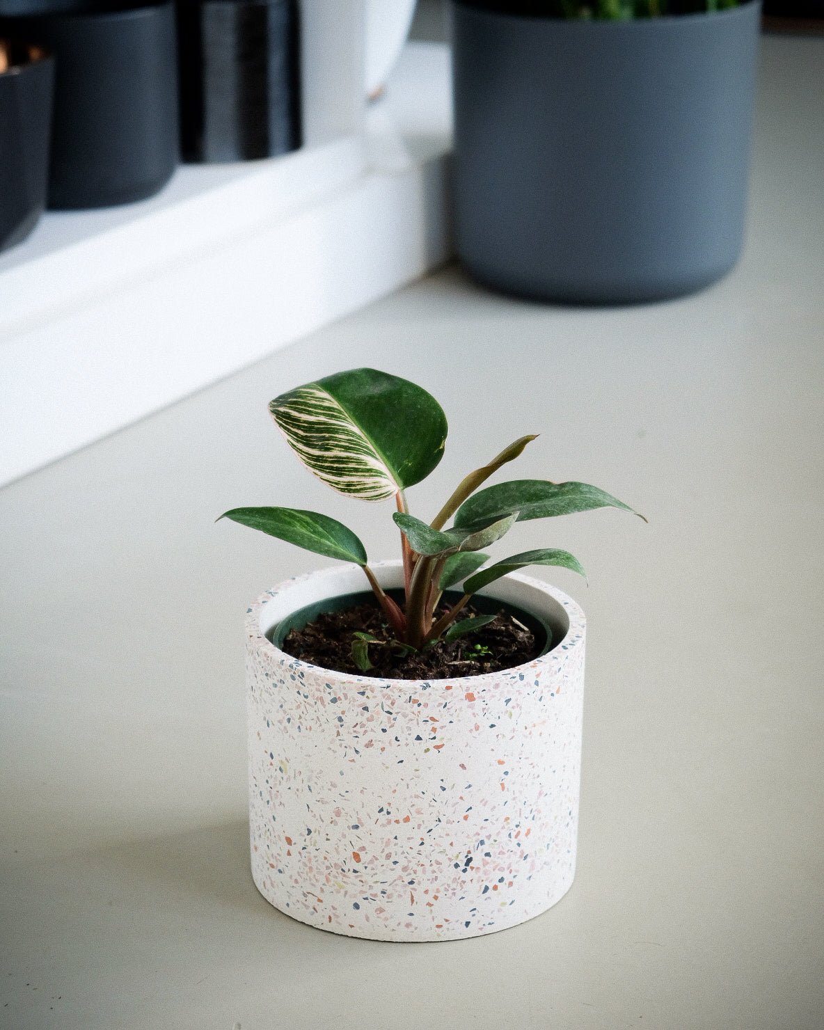 Philodendron birkin « Pink »