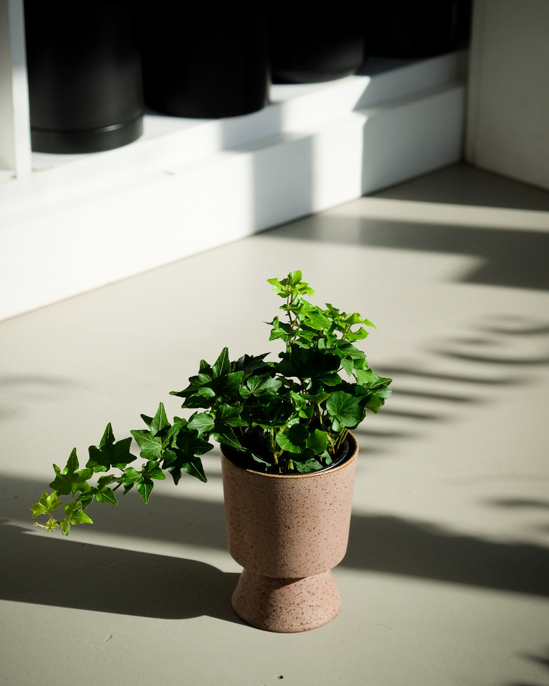 Hedera assorti