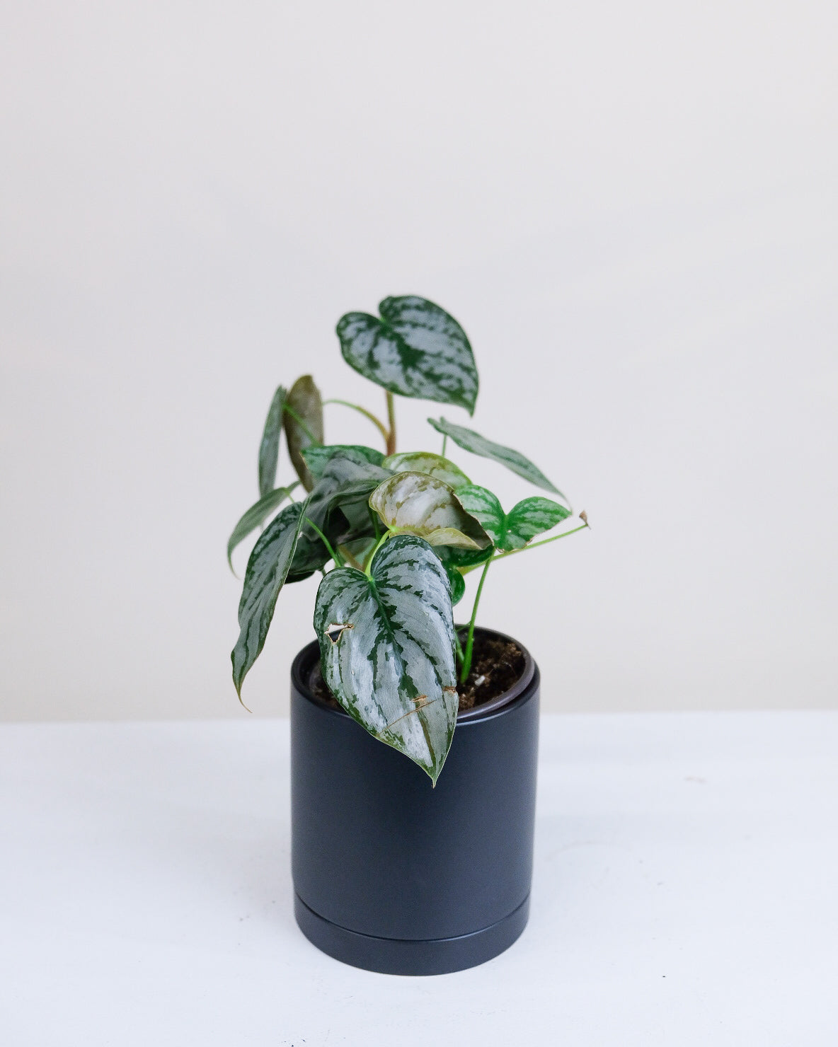 philodendron brandtianum vs scindapsus exotica Philodendron brandtianum
